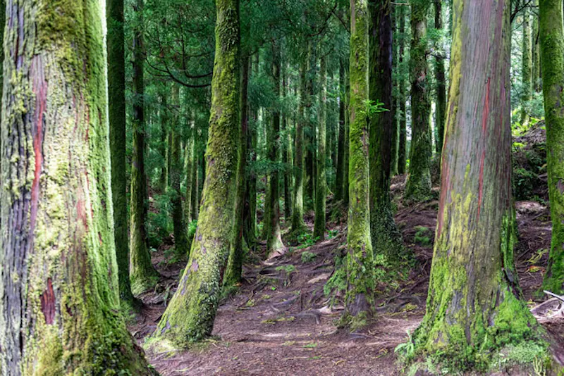 PortugalSao MiguelWald
