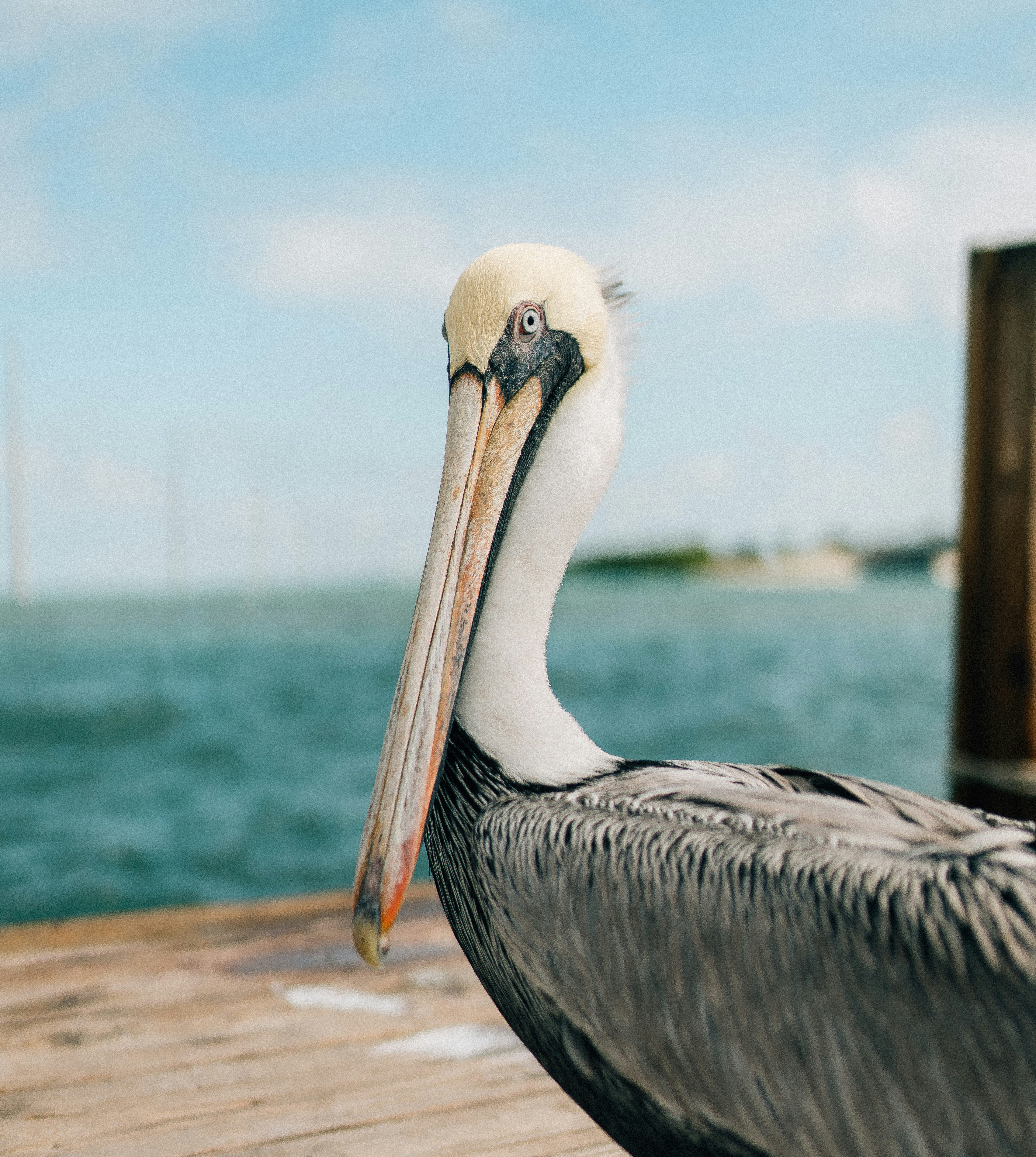 HDFloridaPelikan am pier