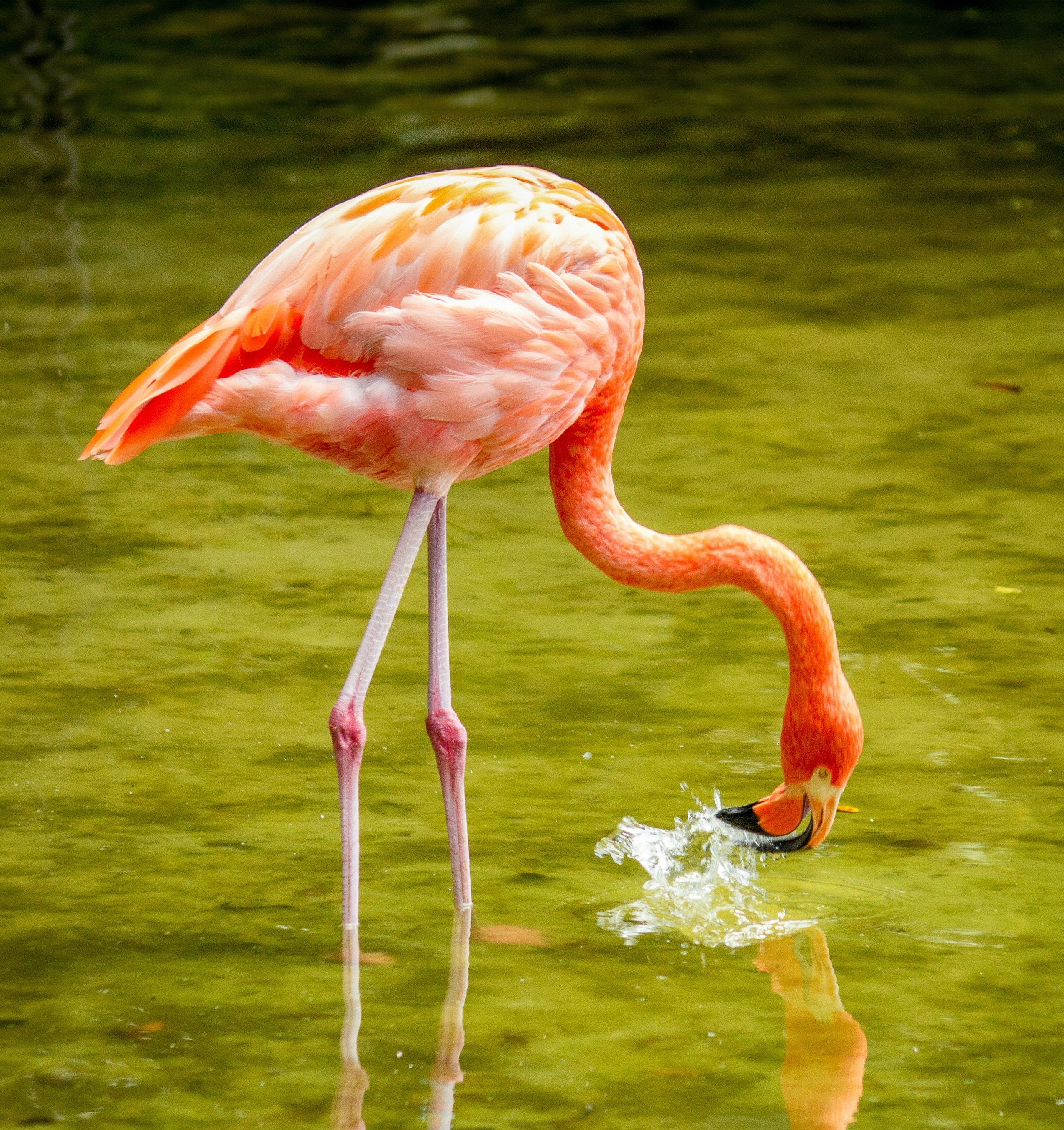 HDFloridaFlamingo im wasser