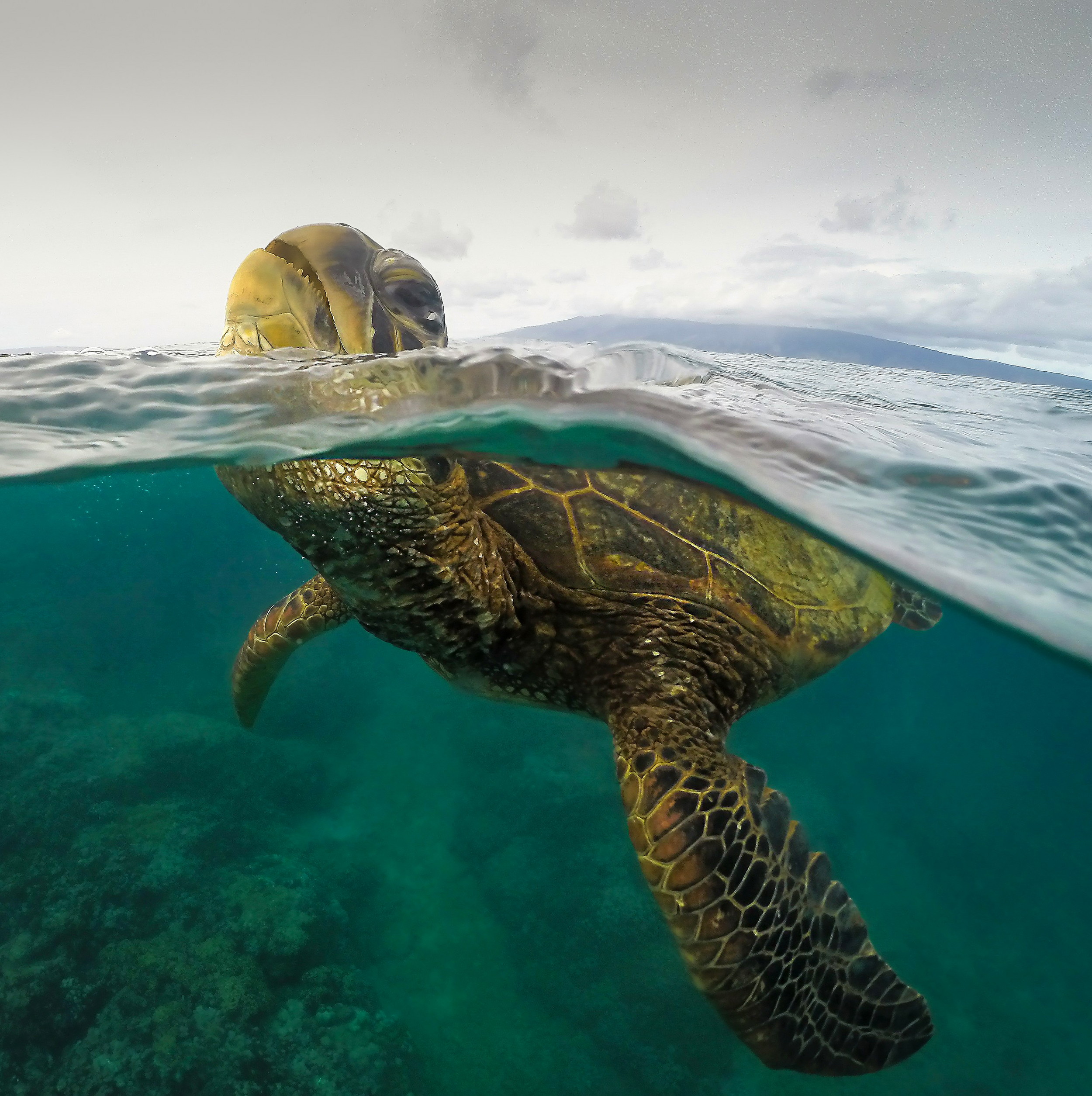 HDHawaiiSchildkroete im wasser