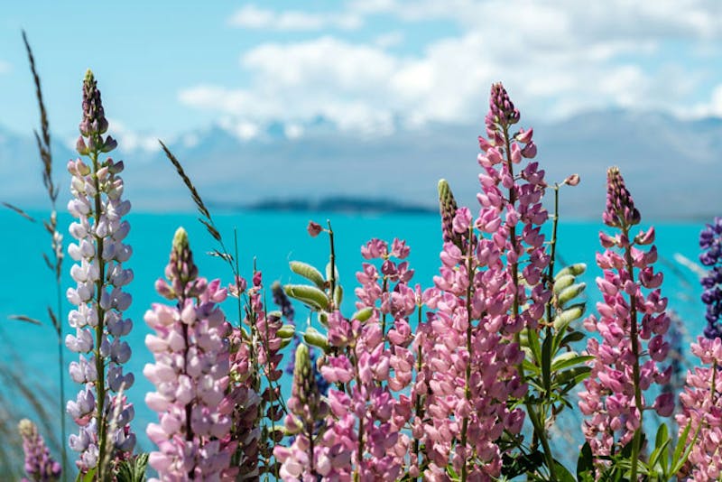 NeuseelandLake TekapoBlume