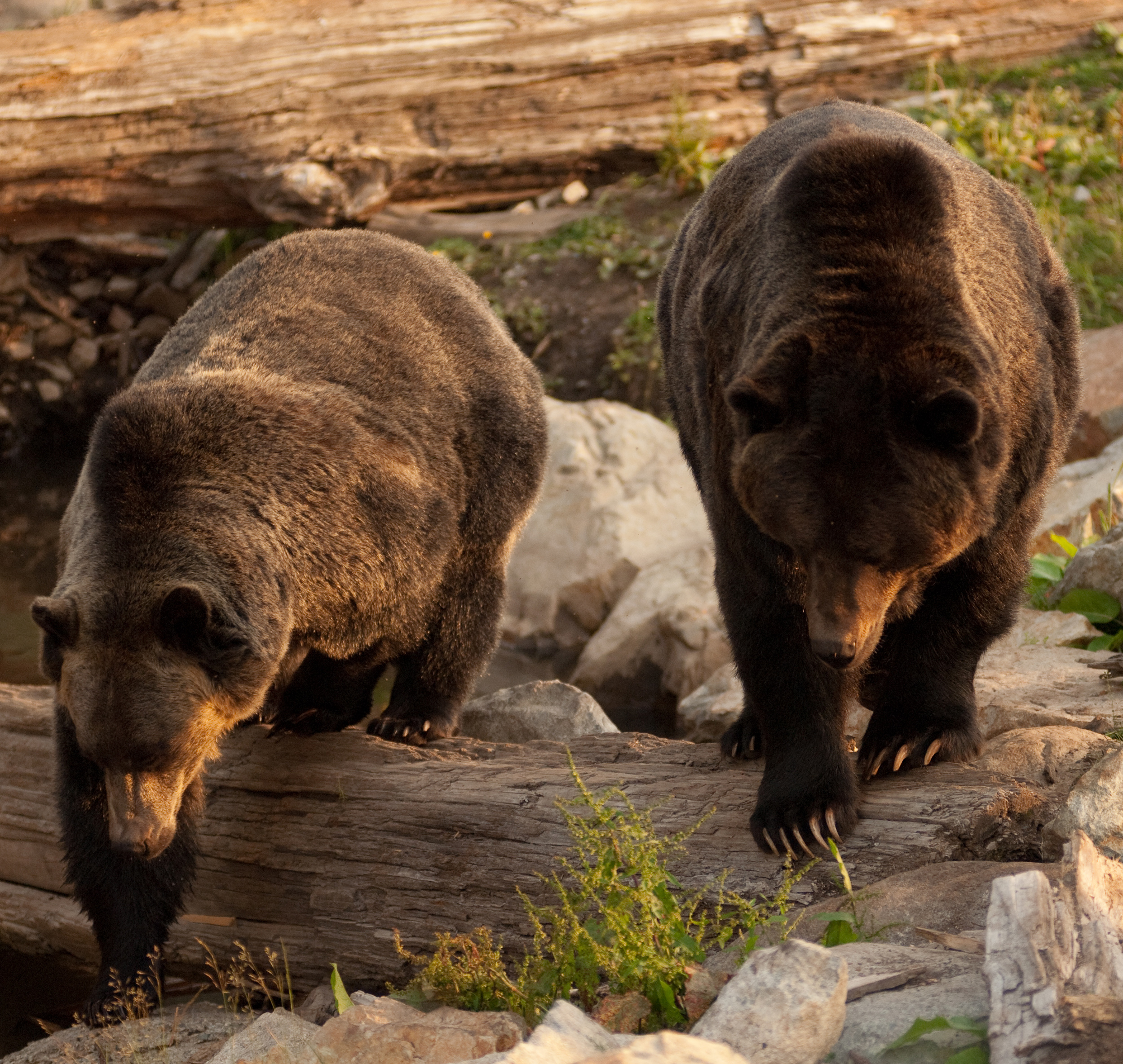 HDAlbertazwei Baeren Baumstamm