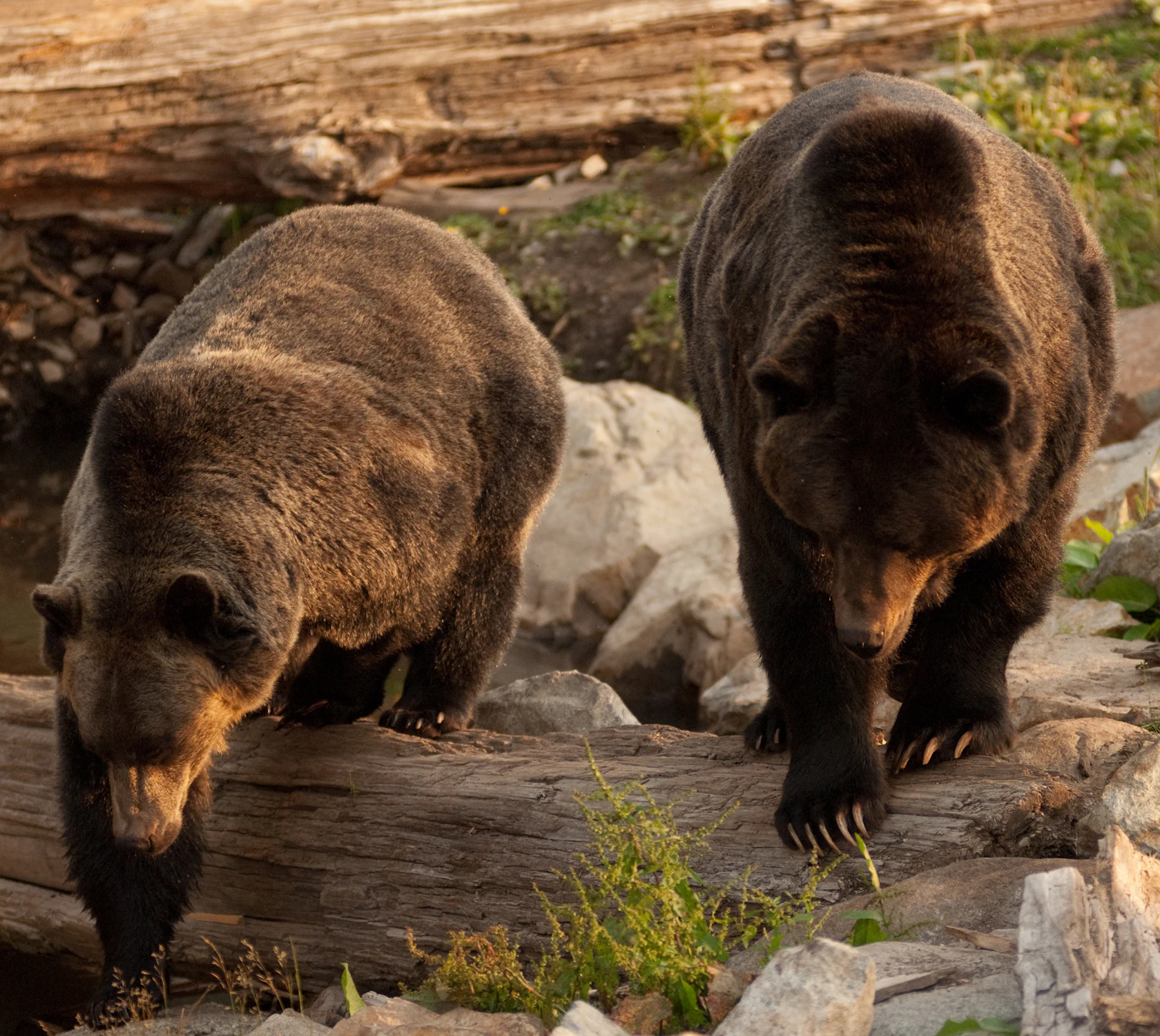 HDAlbertazwei Baeren Baumstamm
