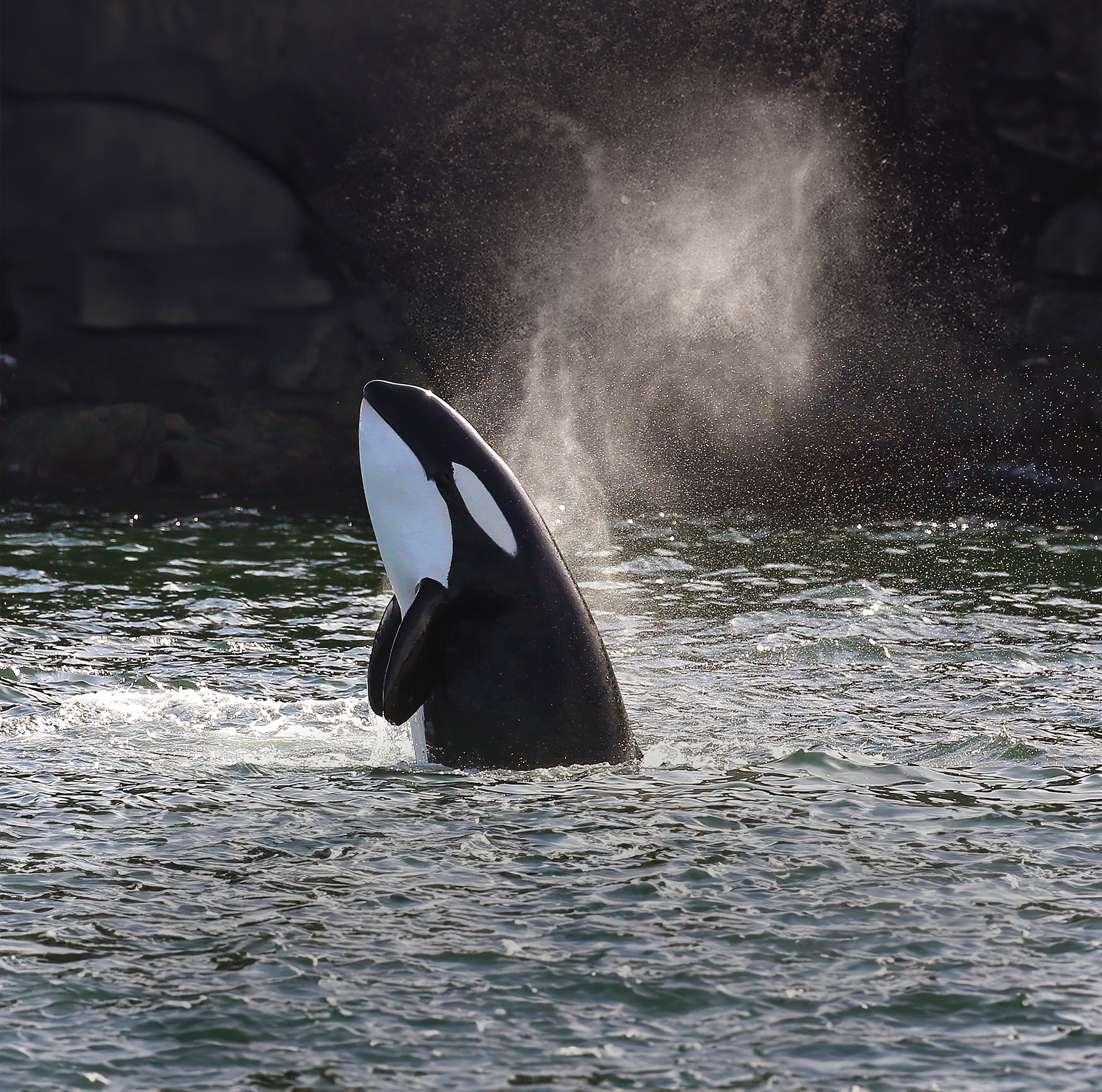 HDBritishColumbiaOrca sprueht wasser