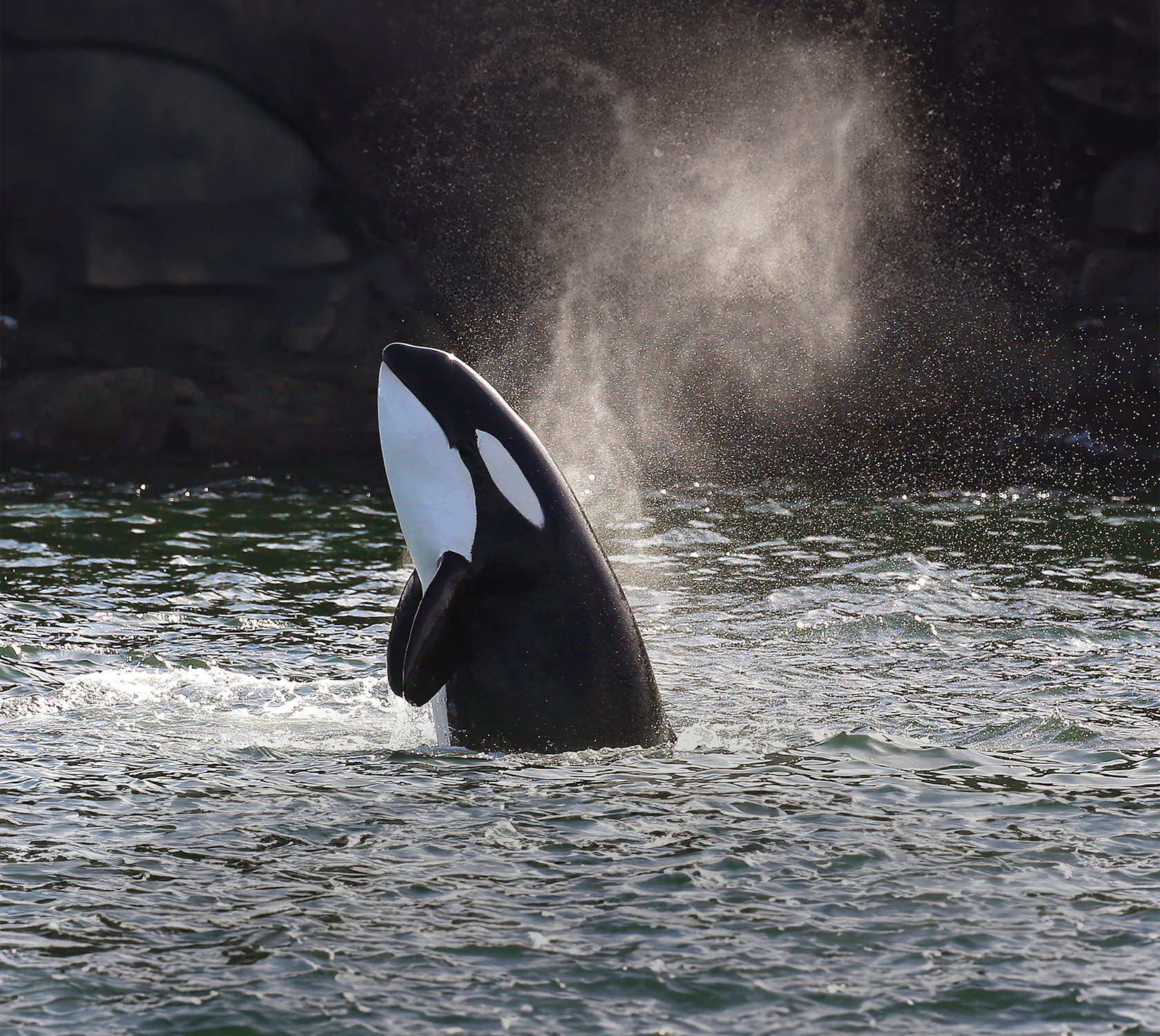 HDBritishColumbiaOrca sprueht wasser