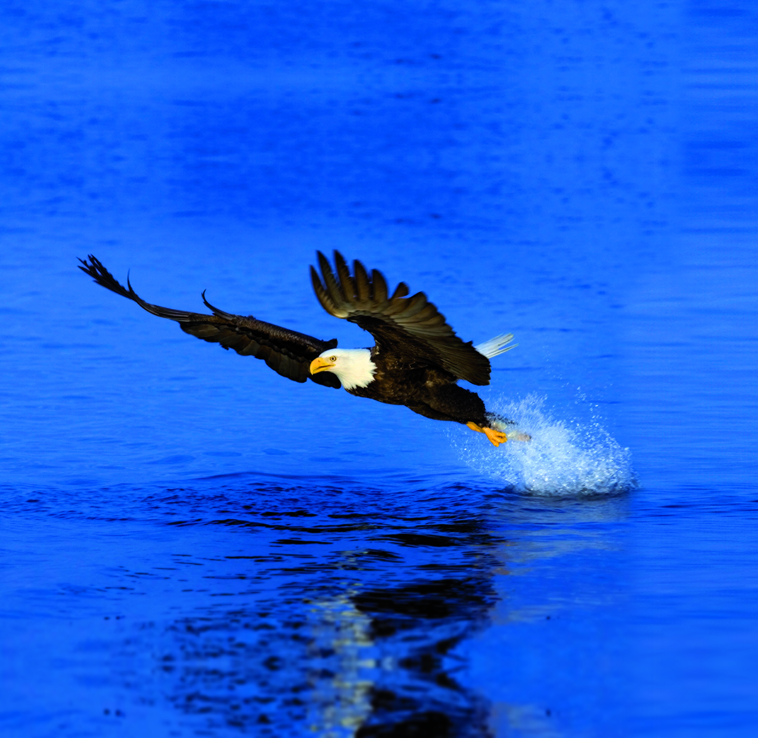 HDAlbertaAdler in wasser