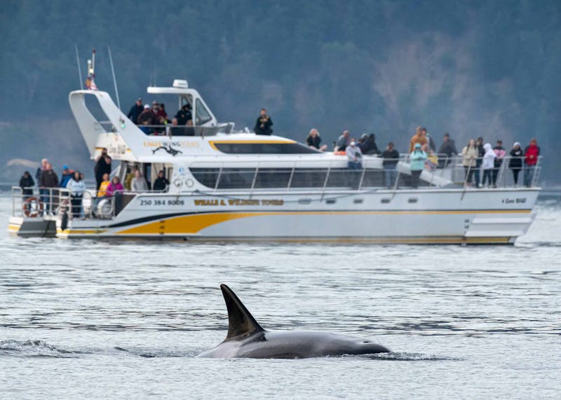 AusflugBritish ColumbiaVictoria WhaleWatchingCatamaranEagleWing2