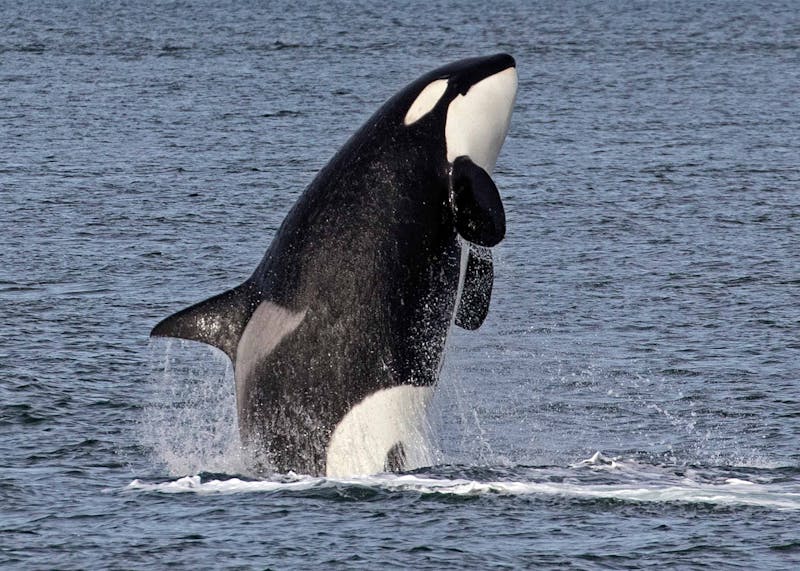 HDAusflugBritish ColumbiaVictoria WhaleWatchingCatamaranEagleWing3