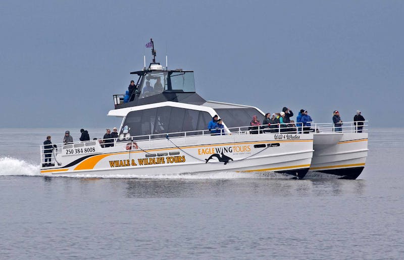 AusflugBritish ColumbiaVictoria WhaleWatchingCatamaranEagleWing4