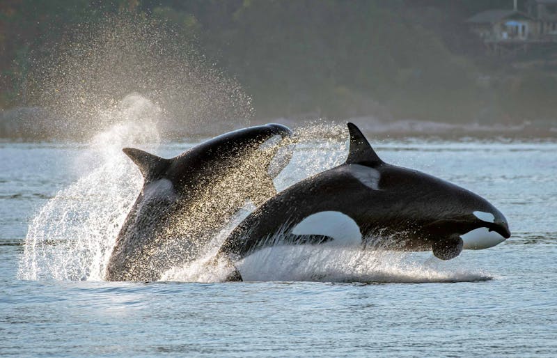 HDAusflugBritish ColumbiaVictoria WhaleWatchingCatamaranEagleWing5