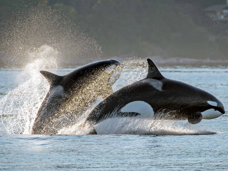 HDAusflugBritish ColumbiaVictoria WhaleWatchingCatamaranEagleWing5