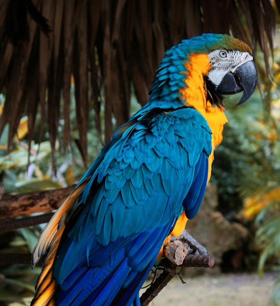 HDBahamasAra Papagei BlauGelb