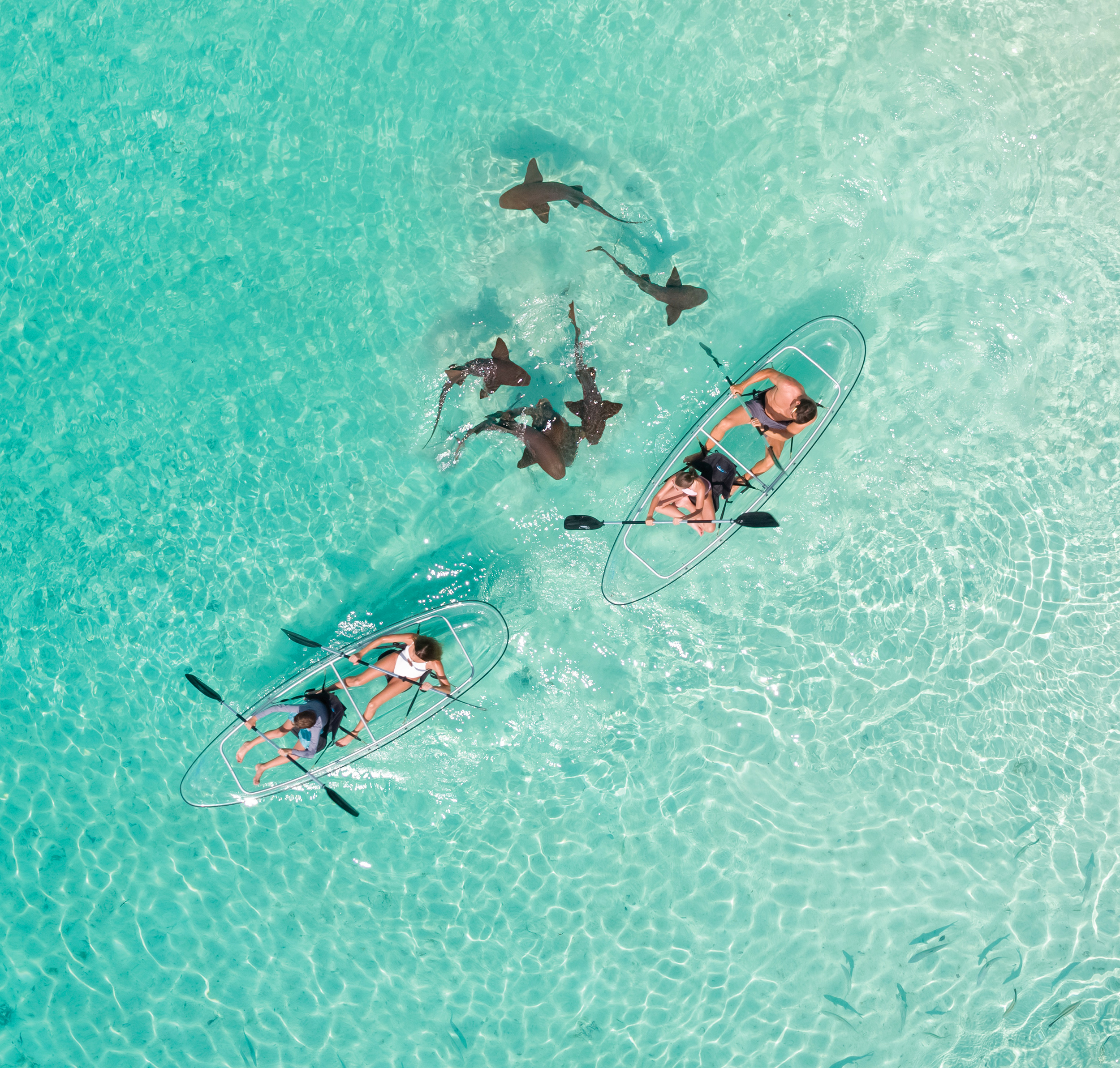 HDBahamasExumaGlaskanu Haie