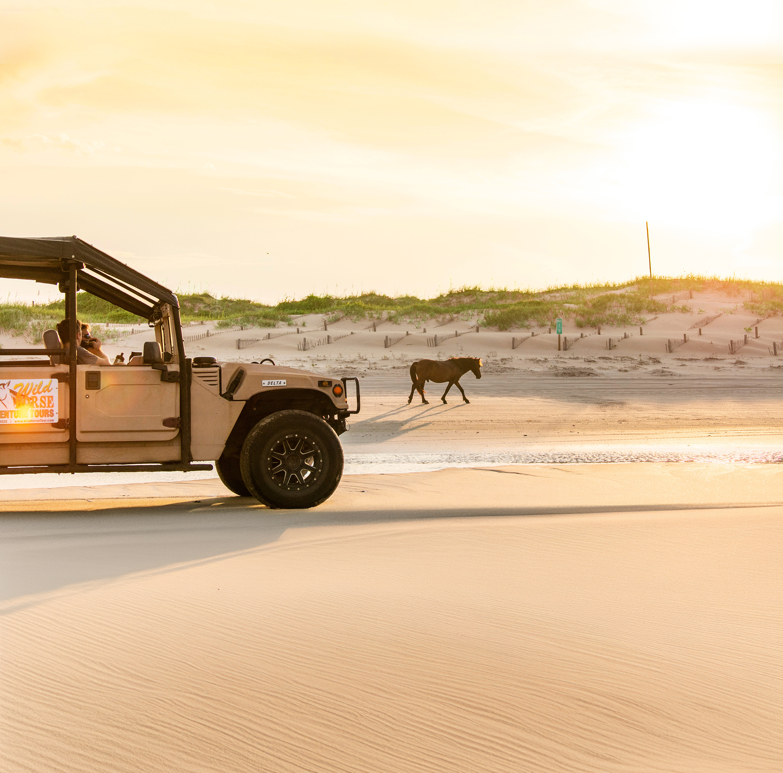 HDNorthCarolinaOuterBanks Pferd Buggy