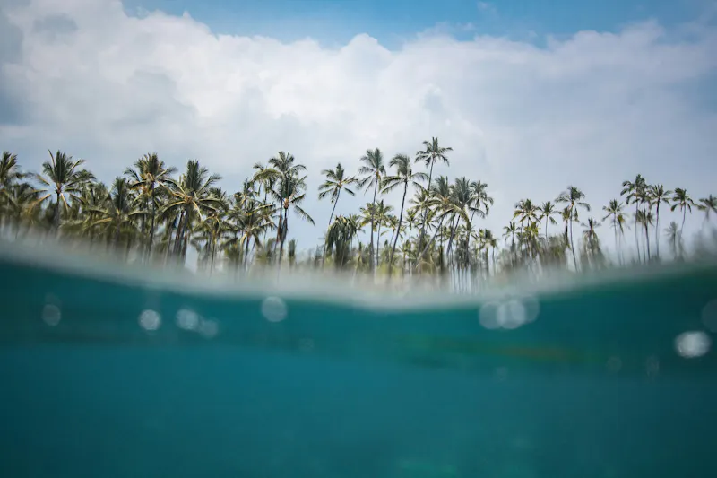 HDHawaiiWasser palmen