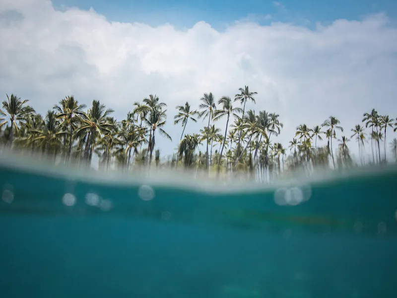 HDHawaiiWasser palmen