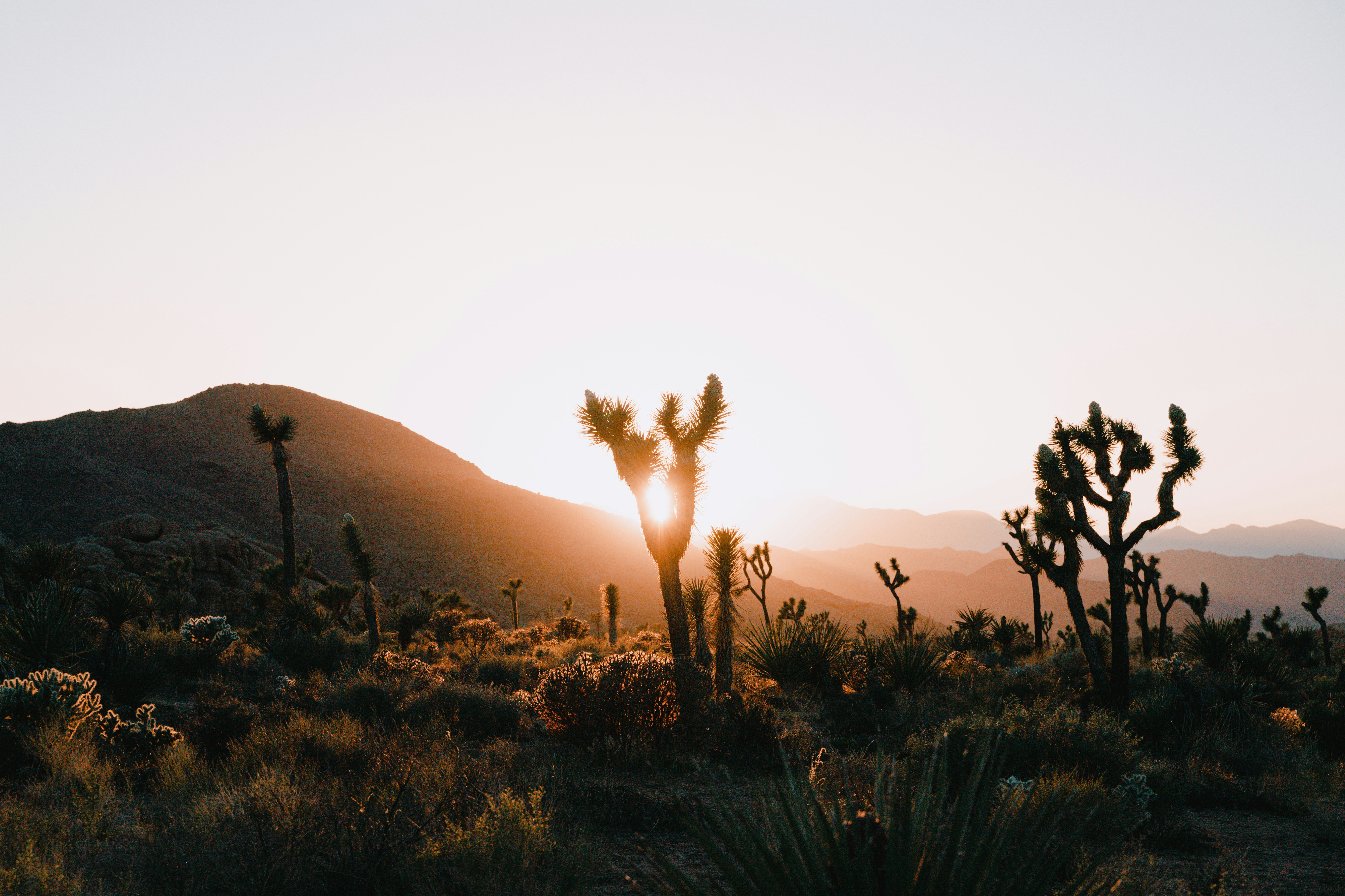 HDCaliforniaJoshua TreeBaum1 sunset