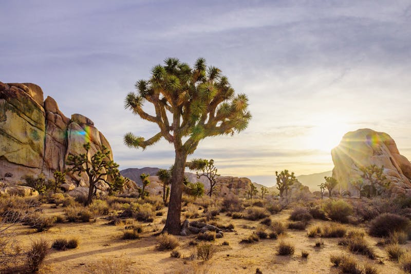 HDCaliforniaJoshua TreeBaum8