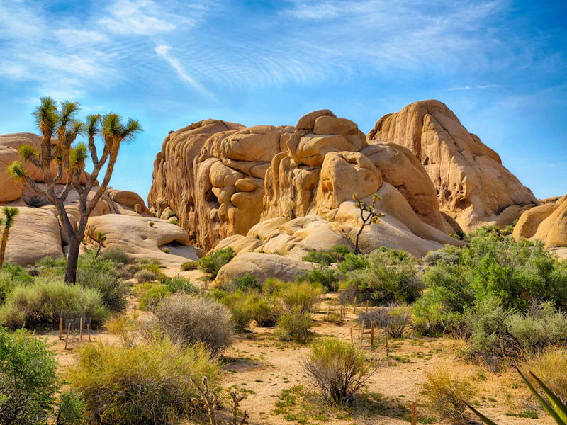 HDCaliforniaJoshua TreeJoshuaTree iStock Kopie