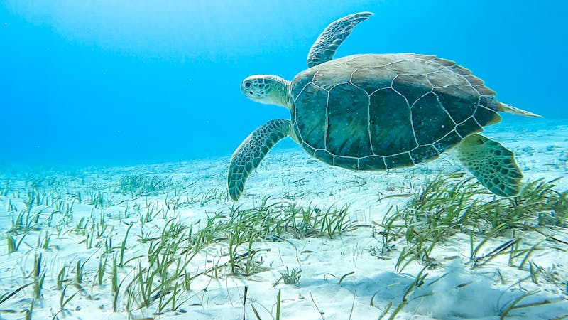 HDBahamas Turtle