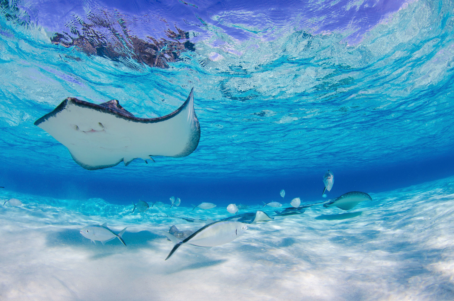 HDCayman IslandsRochen Unterwasser