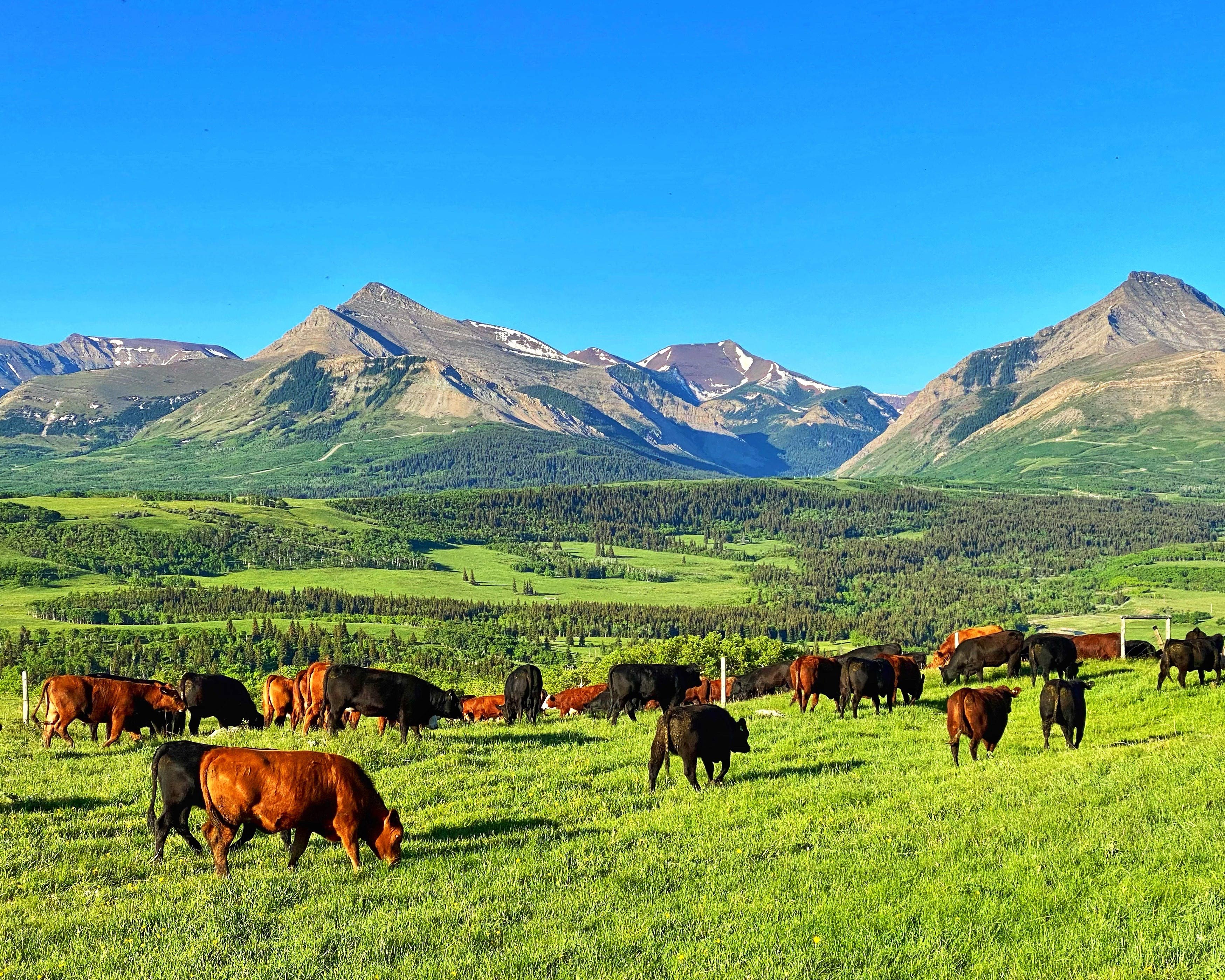HotelAlbertaThanksgiving RanchGelaende3