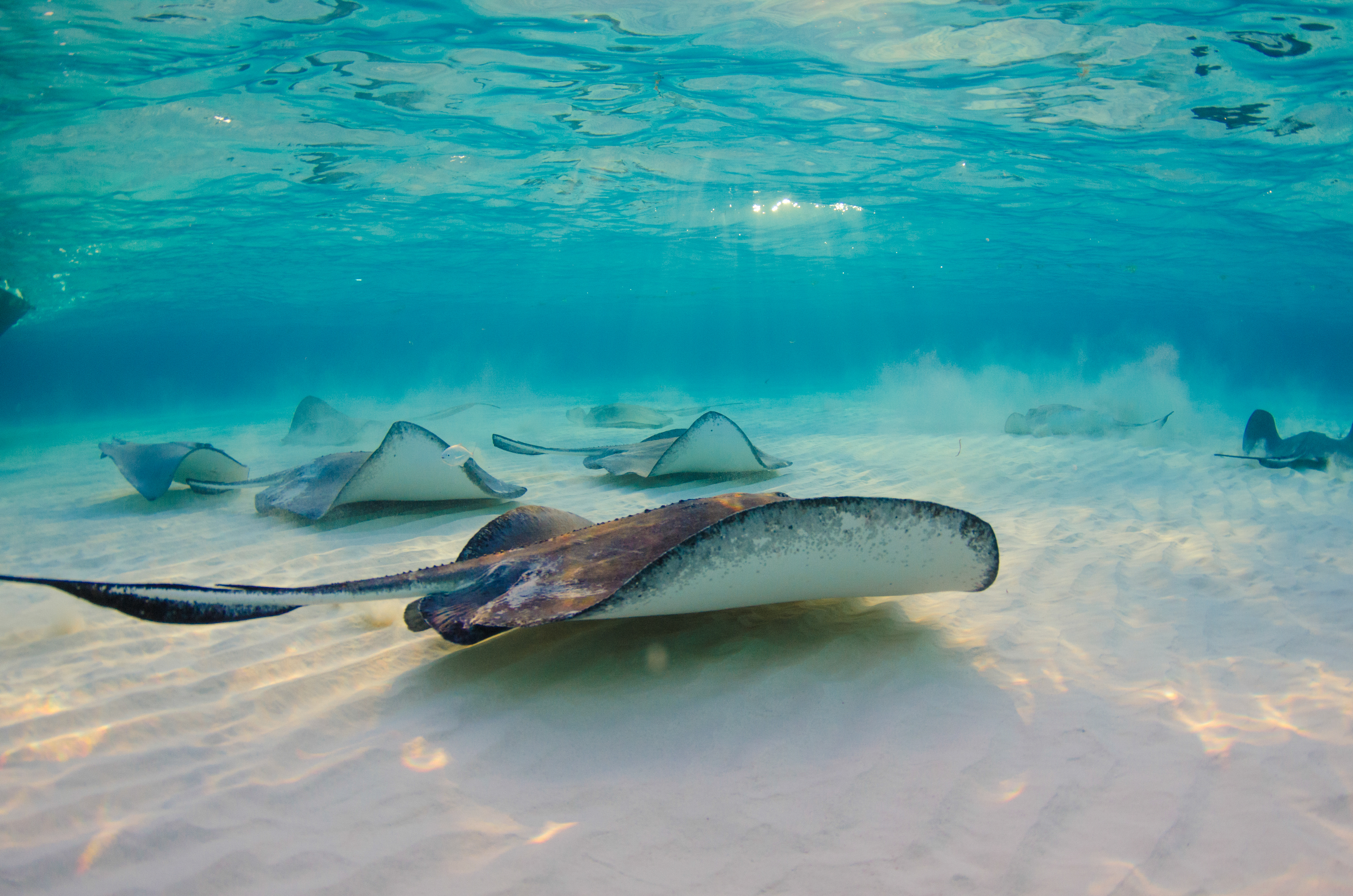 HDCayman IslandsUnderwater Stingray City GCM 11