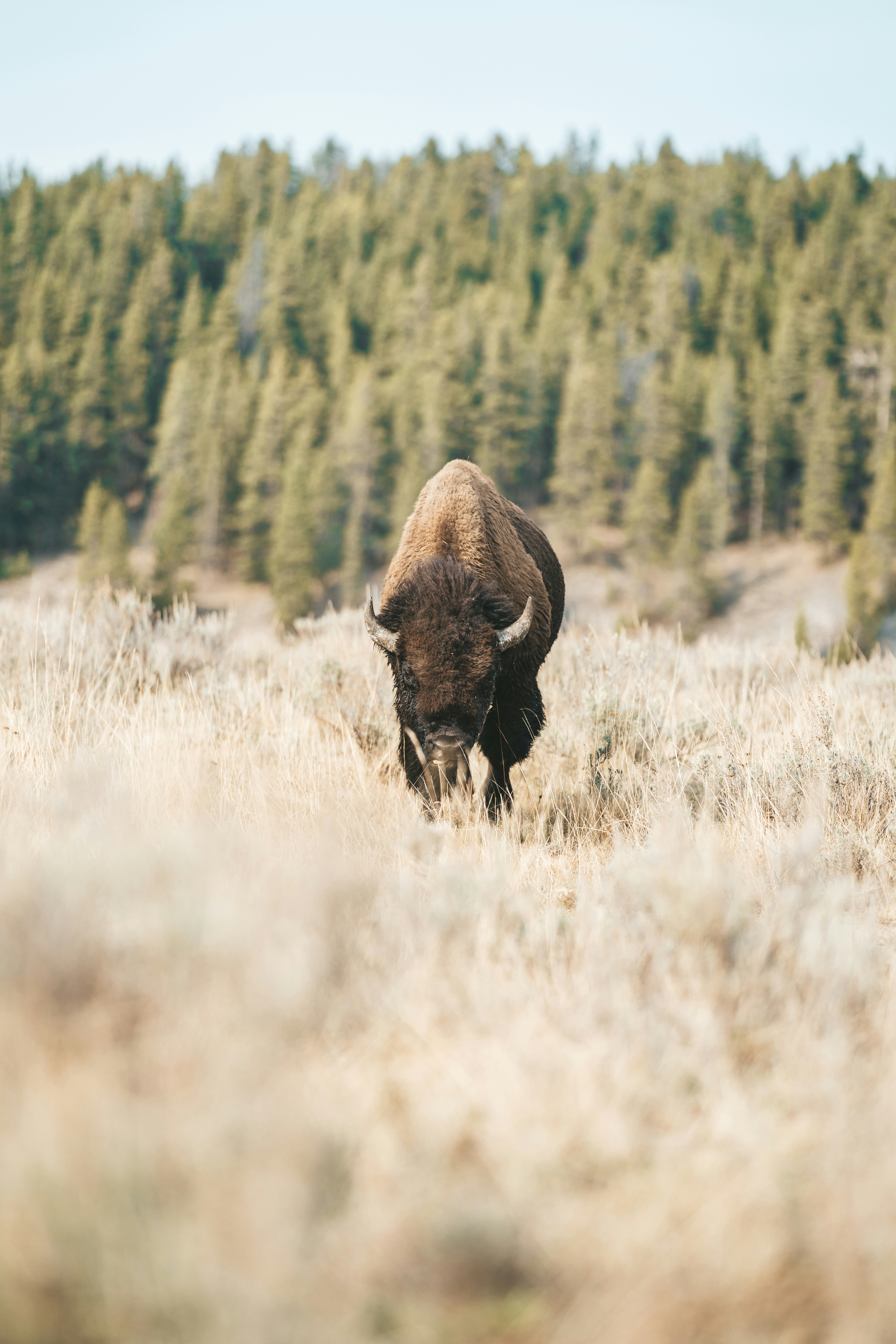 HDWyomingYellowstoneBison