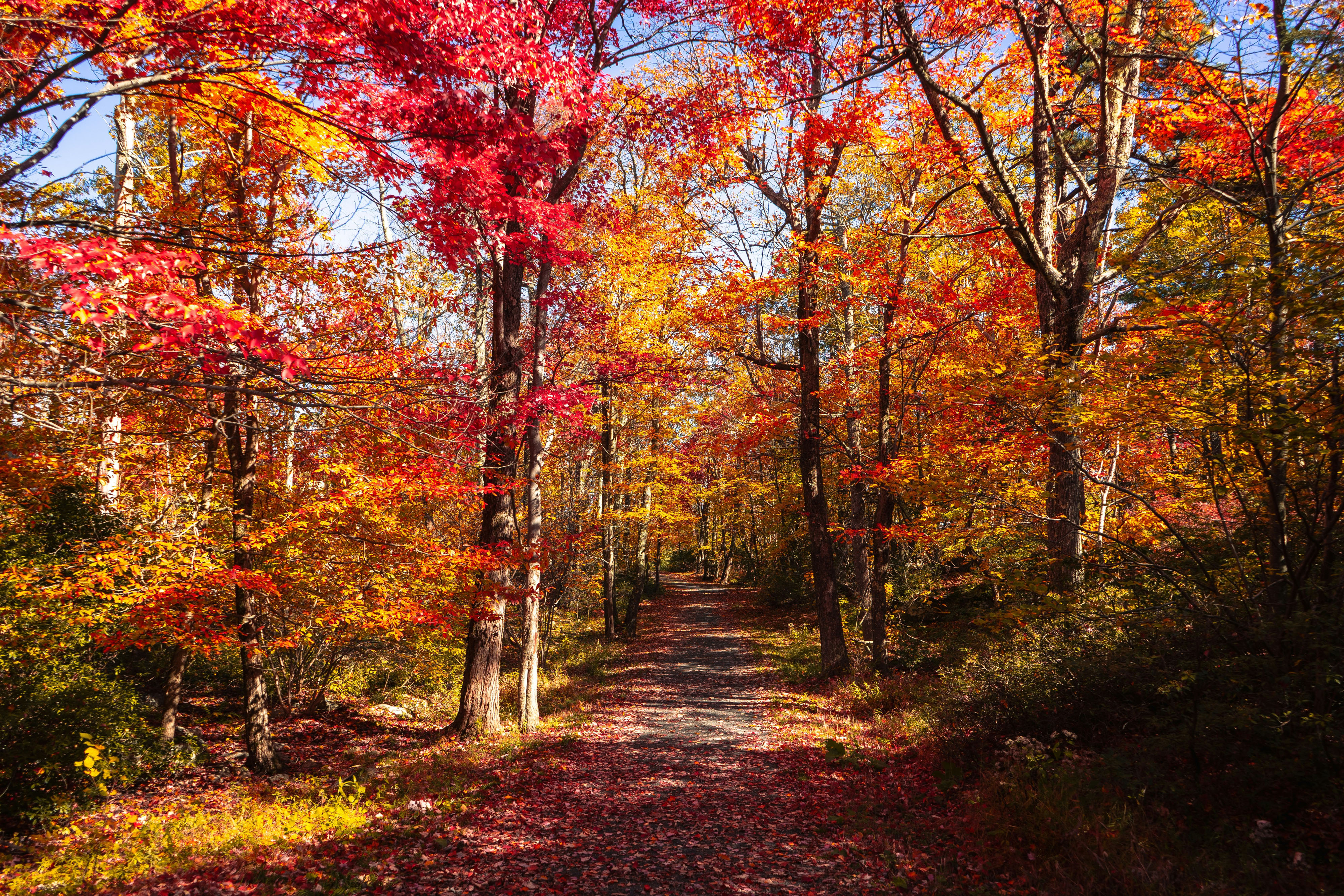 HDNew York StateRochesterWald