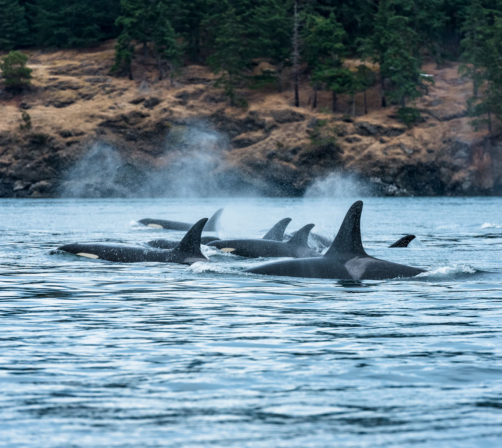 HDBritish ColumbiaVancouverIsland Orcas DestinationBC ReubenKrabbe