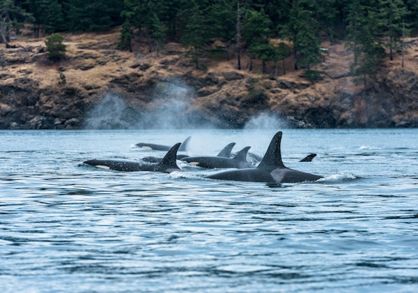 HDBritish ColumbiaVancouverIsland Orcas DestinationBC ReubenKrabbe