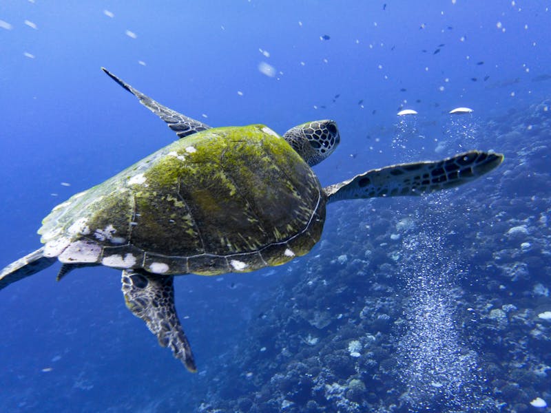 HDfranzoesisch polynesienMooreaschildkrote