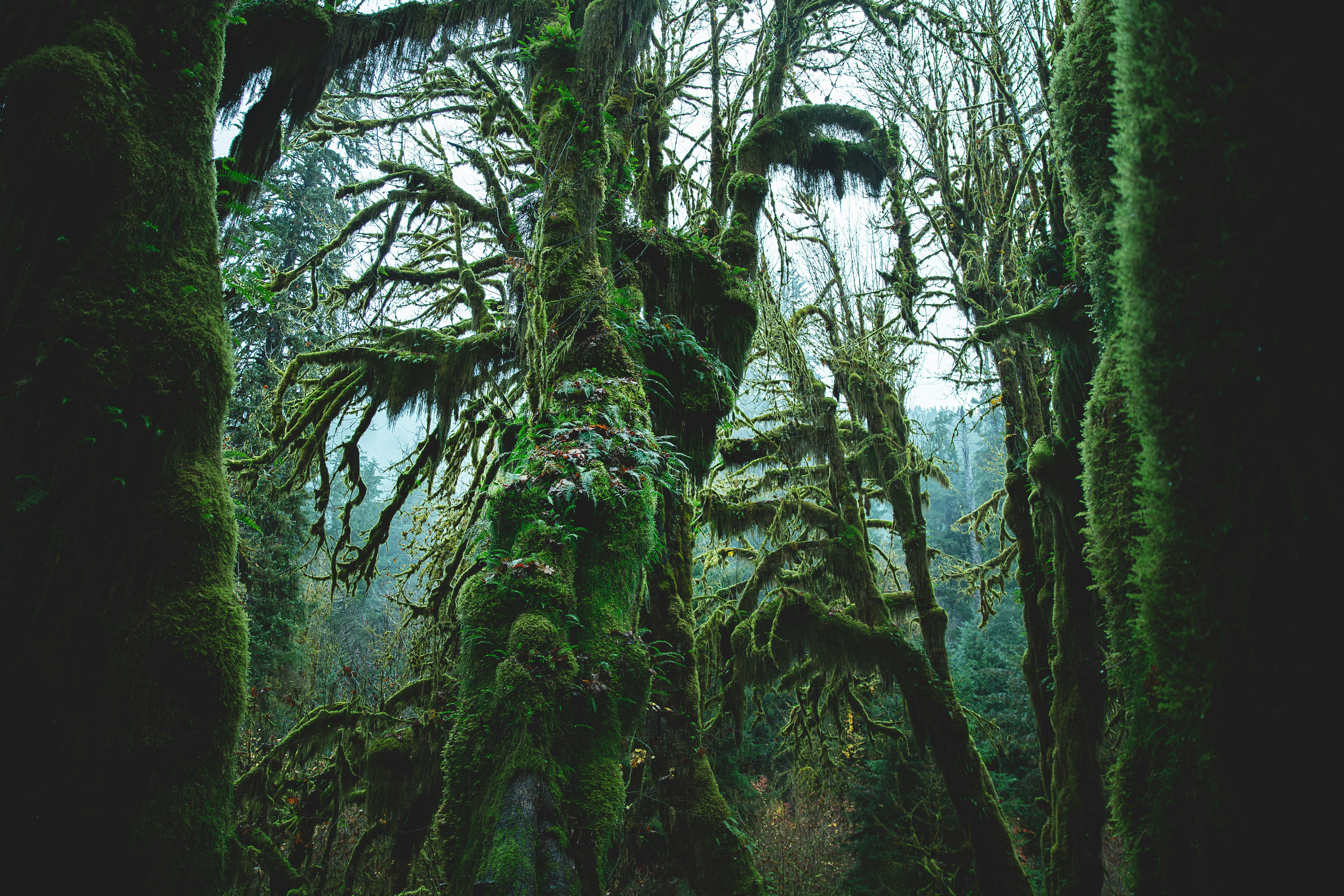 HDWashingtonOlympic National ParkWald
