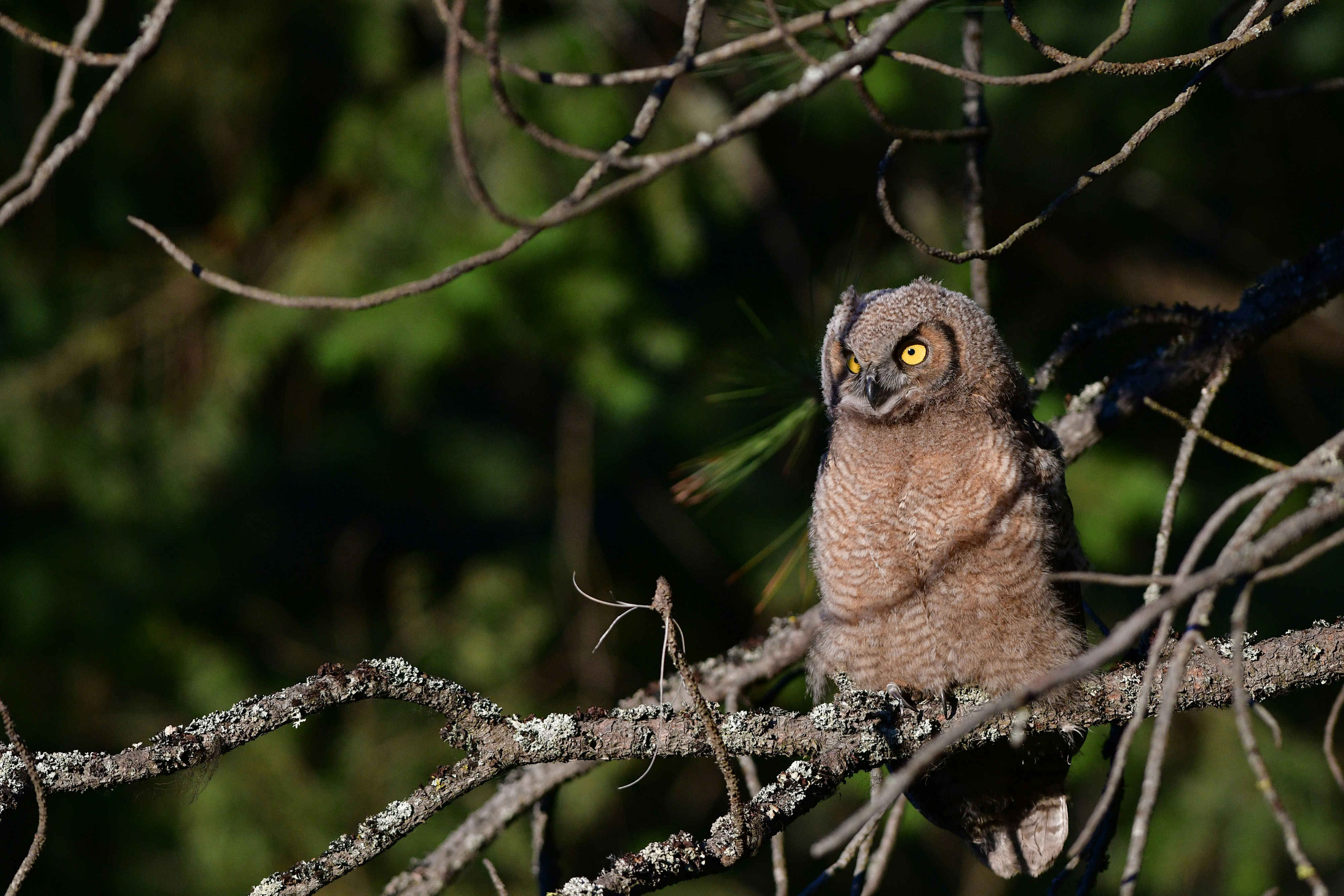 HDIdahoCoeur DAleneEule