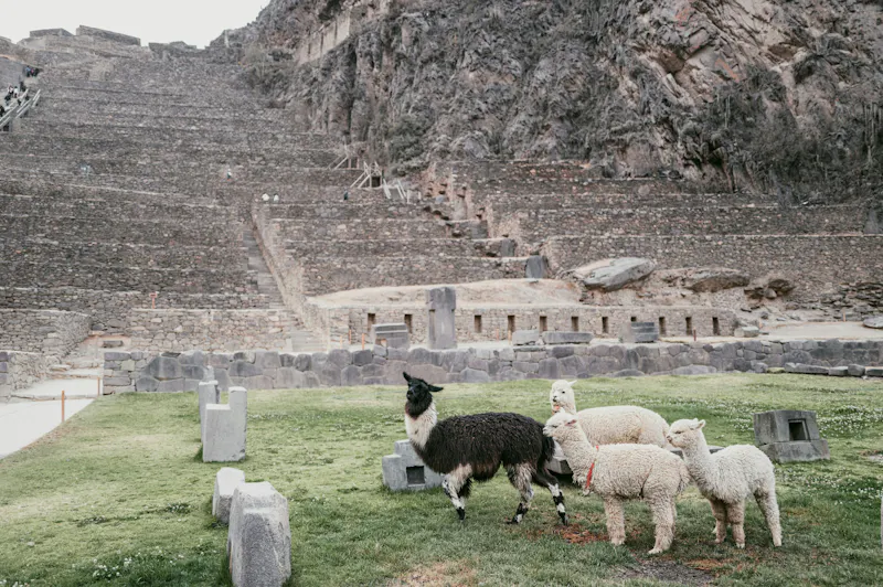 HDPeruOllantaytamboLamas
