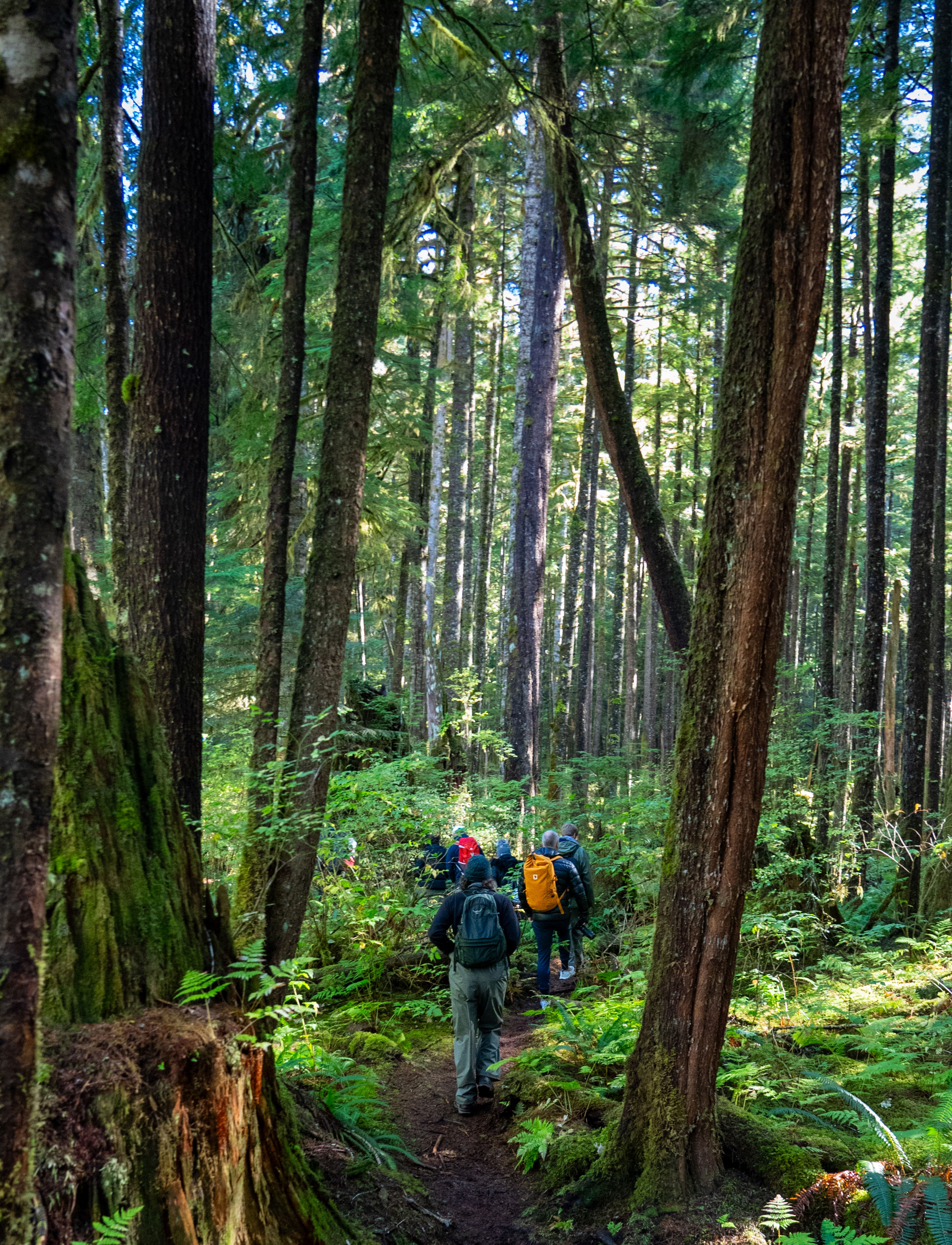 HDHotelBritish ColumbiaFarewell HarborRainforest Walk
