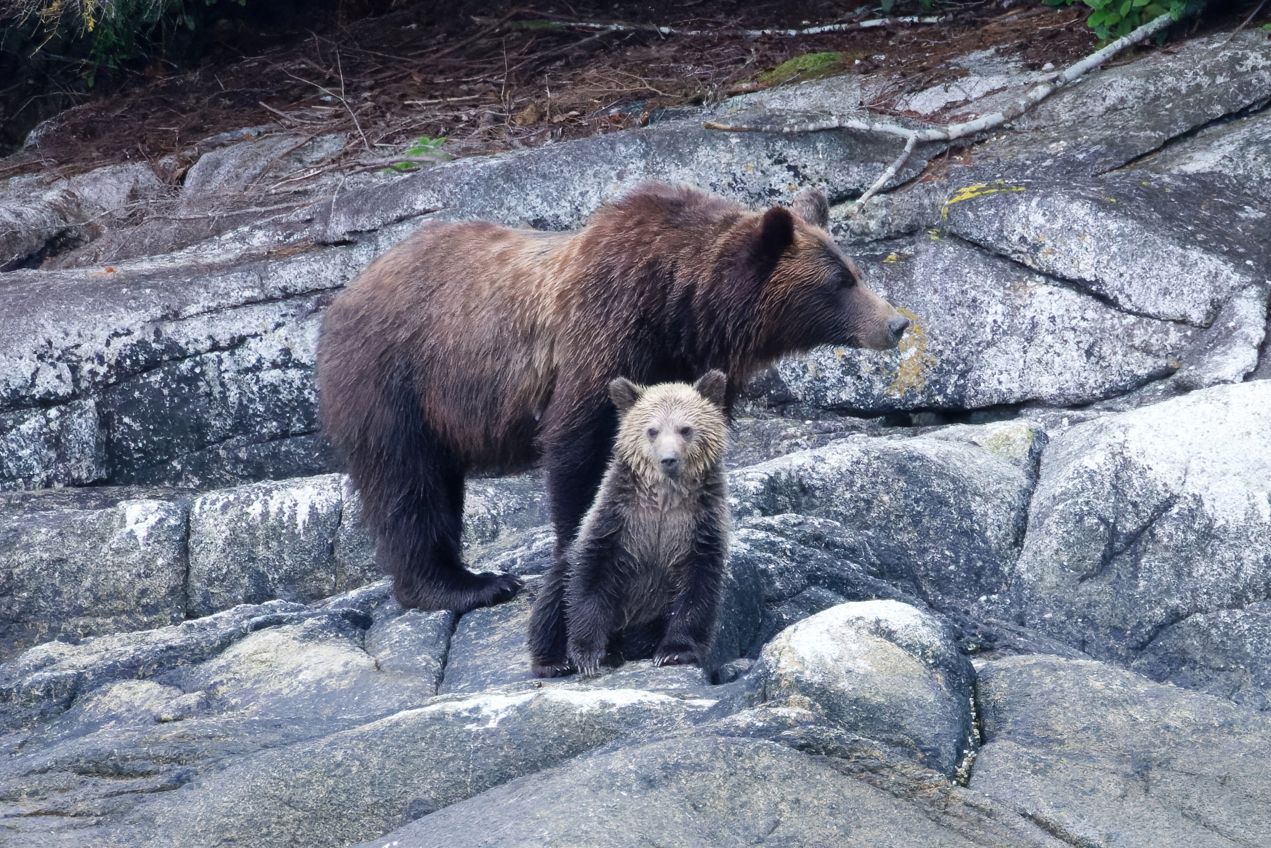 HDHotelBritish ColumbiaFarewell HarborWildlife Grizzly Mom and Cub