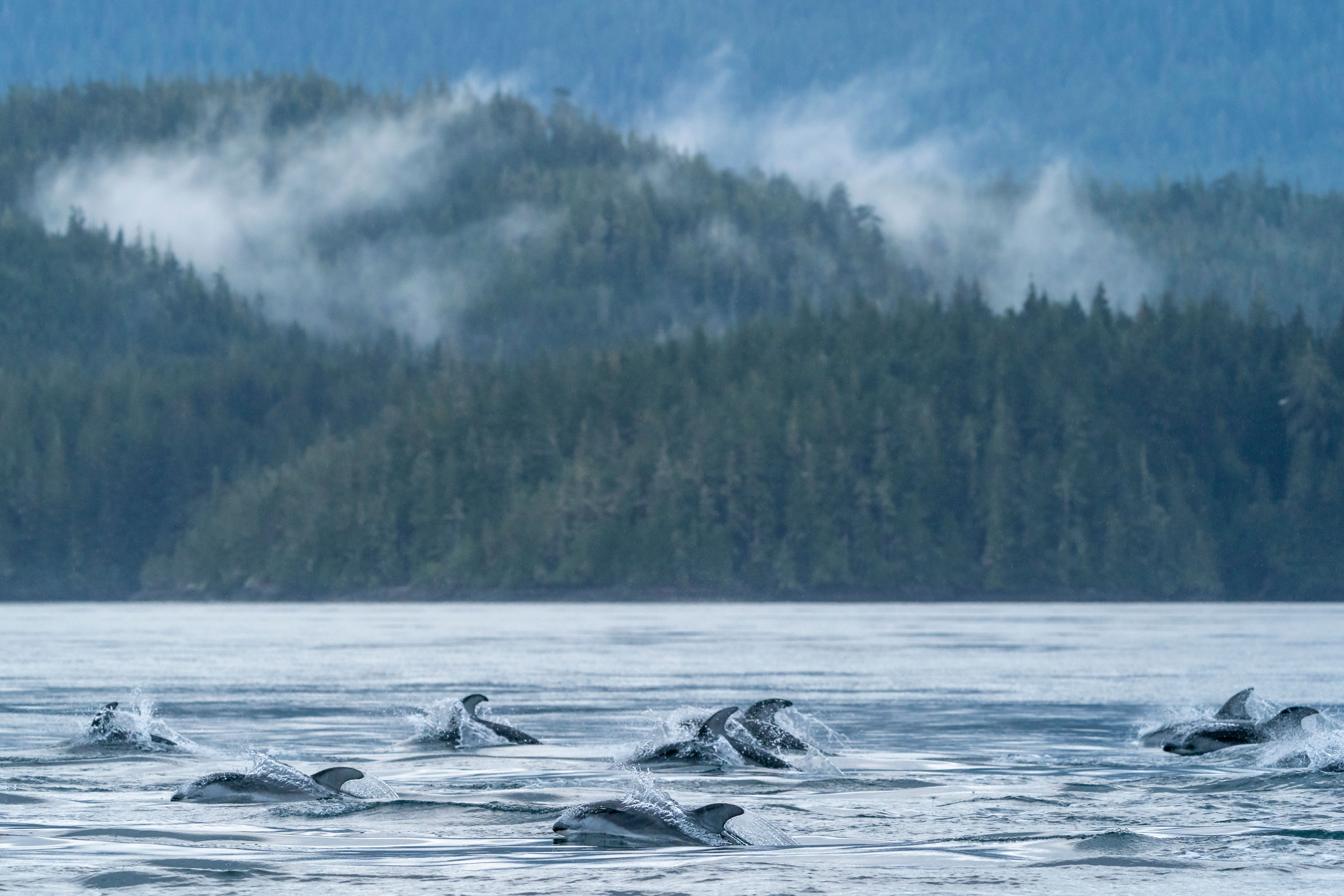 HDHotelBritish ColumbiaFarewell HarborWildlife Dolphins Ryan Tidman
