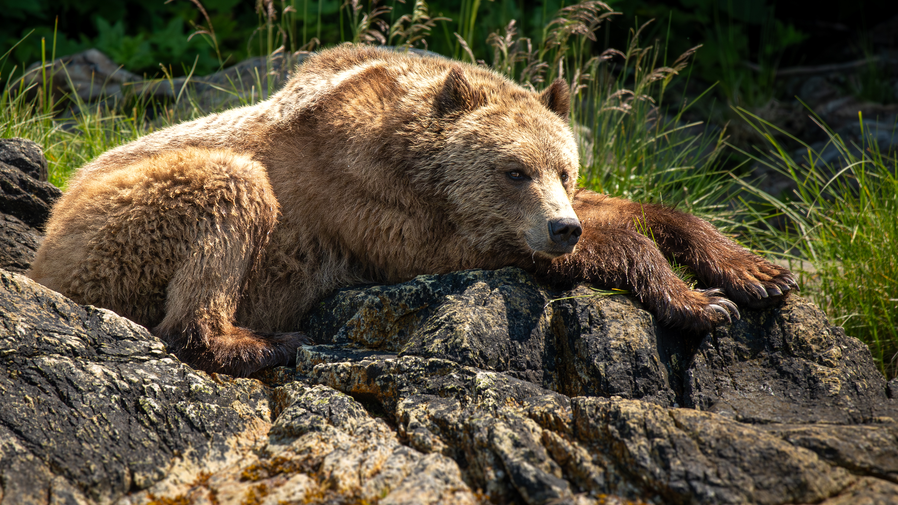 HDHotelBritish ColumbiaFarewell HarborWildlife Grizzly Bear Nick Quenville