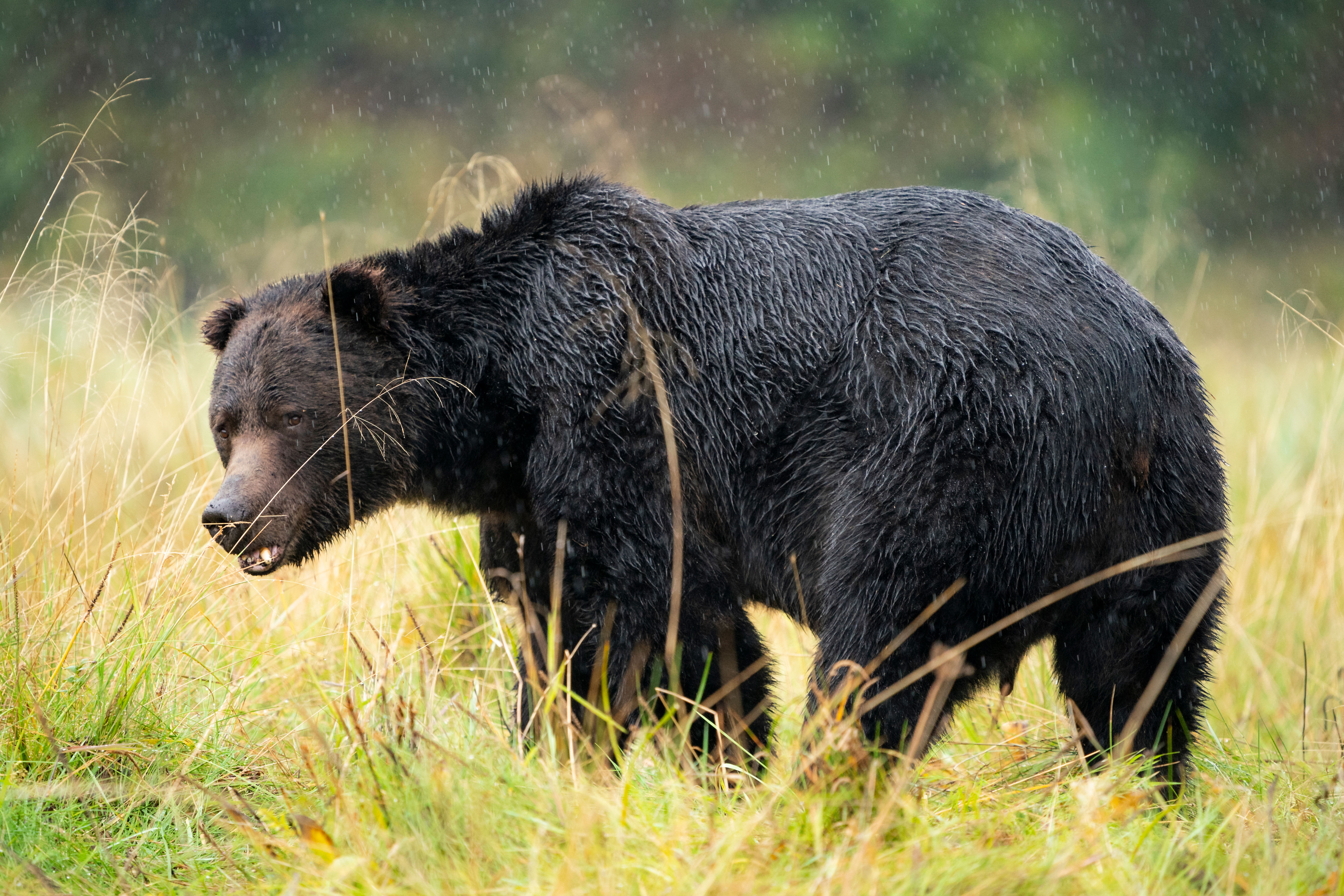HDHotelBritish ColumbiaFarewell HarborWildlife Grizzly Bear Ryan Tidman