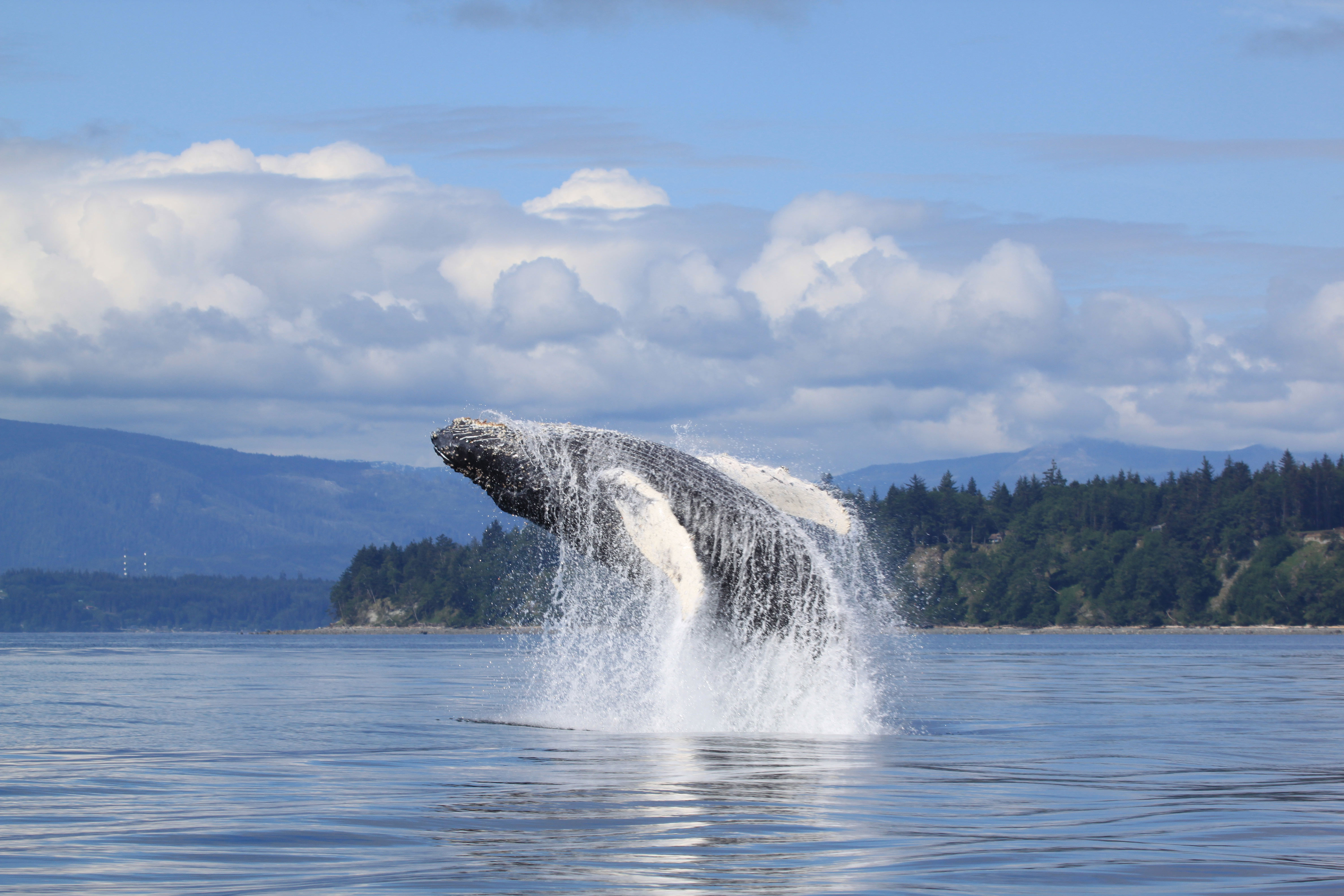 HDHotelBritish ColumbiaFarewell HarborWildlife Humpback Breaching