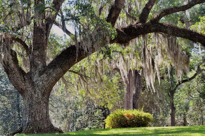 HDMississippiNatchezlongwood plantation