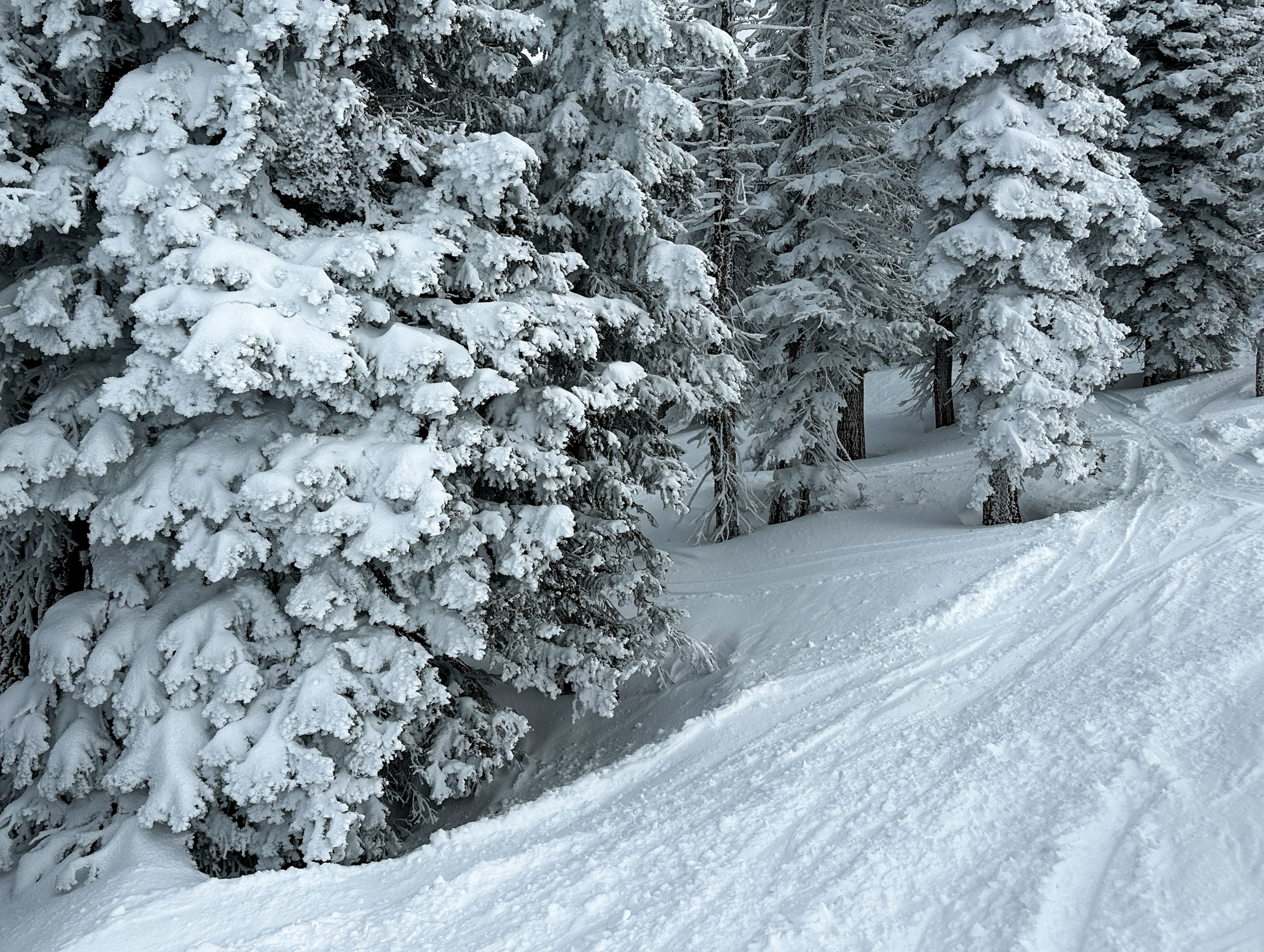 HDUSA SkiSteamboat Springshang