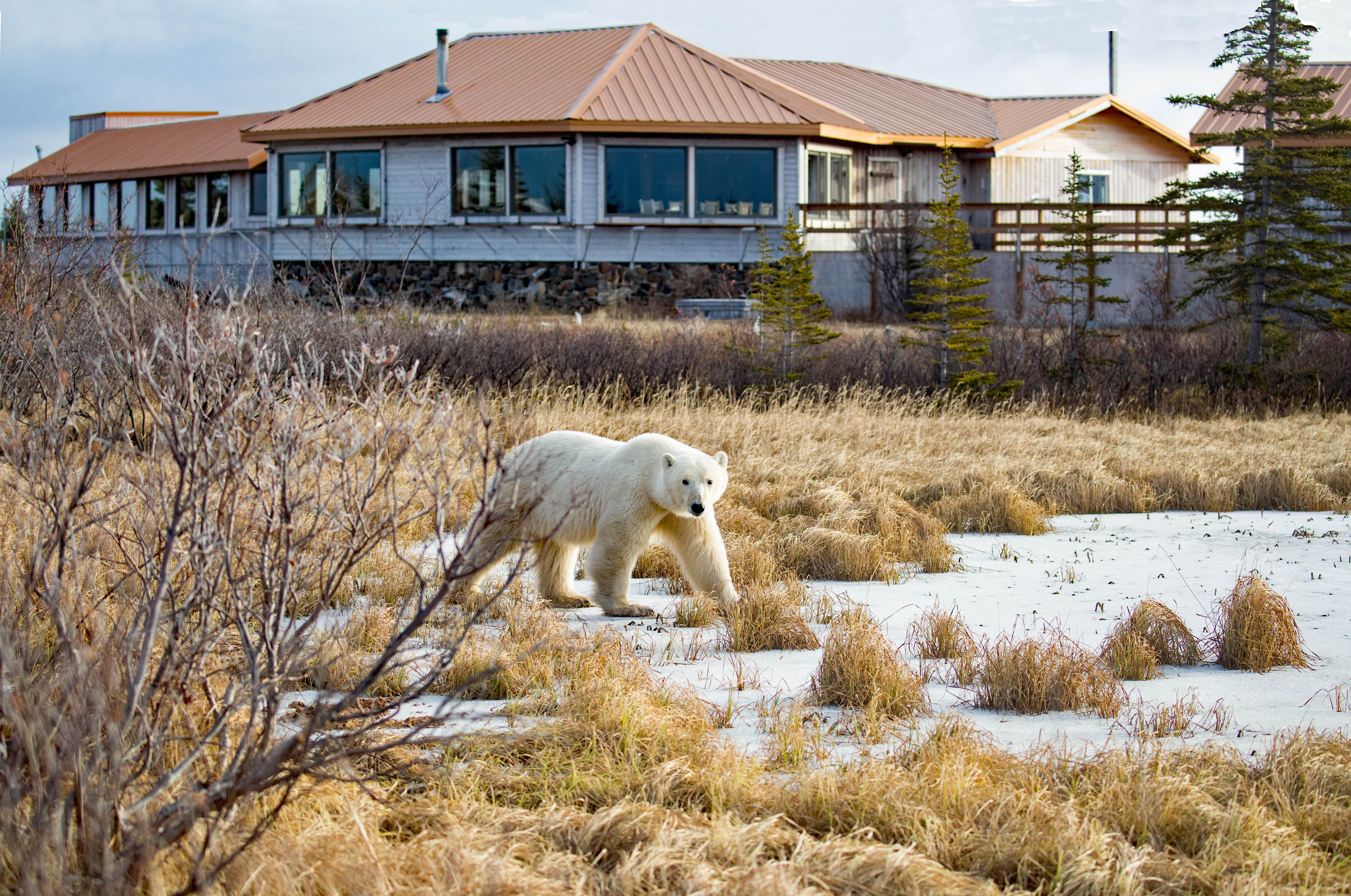 HDManitobaChurchill WildNanuk Polar Bear Lodge14
