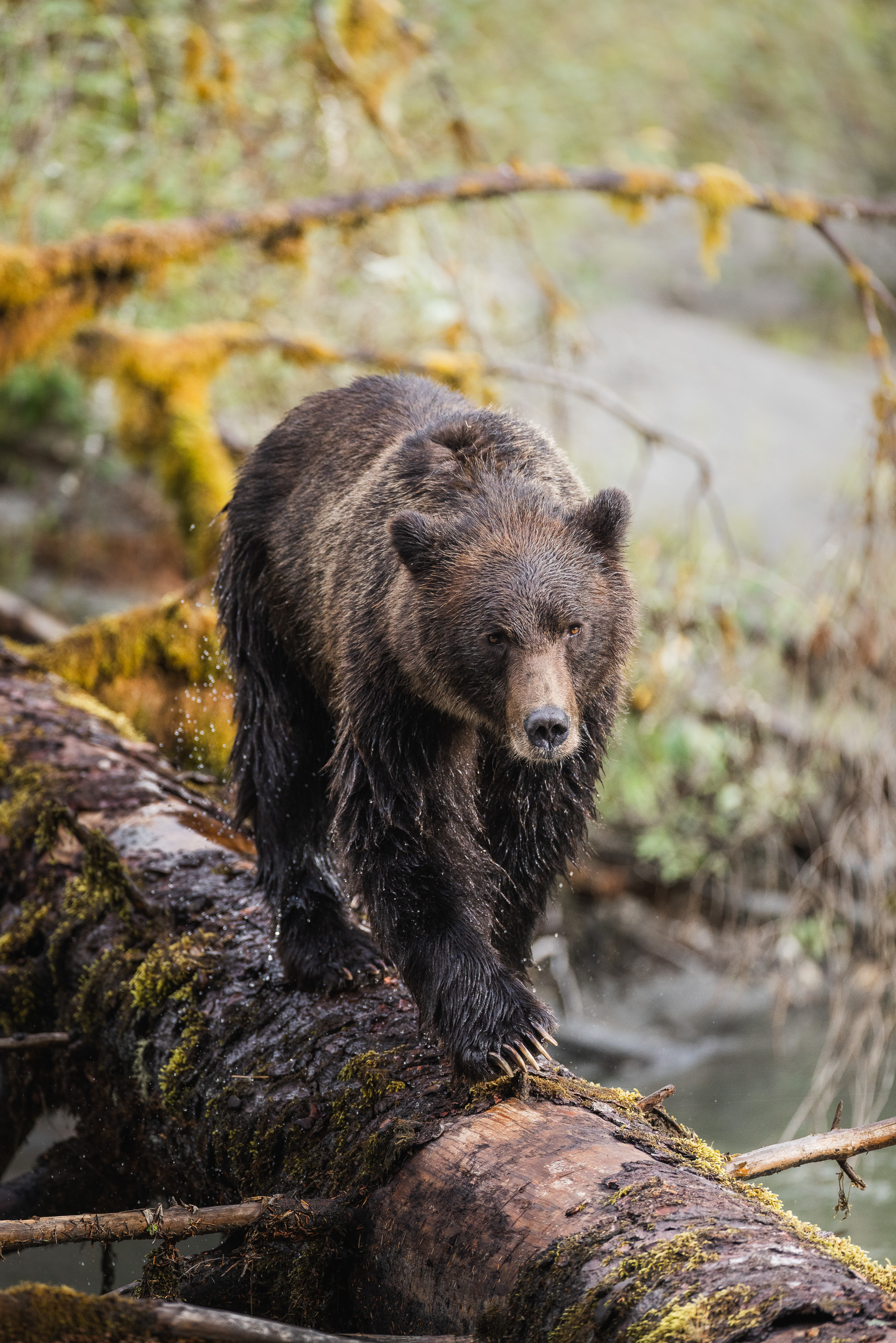 HDBritish ColumbiaKlahoose Wilderness ResortBaeren