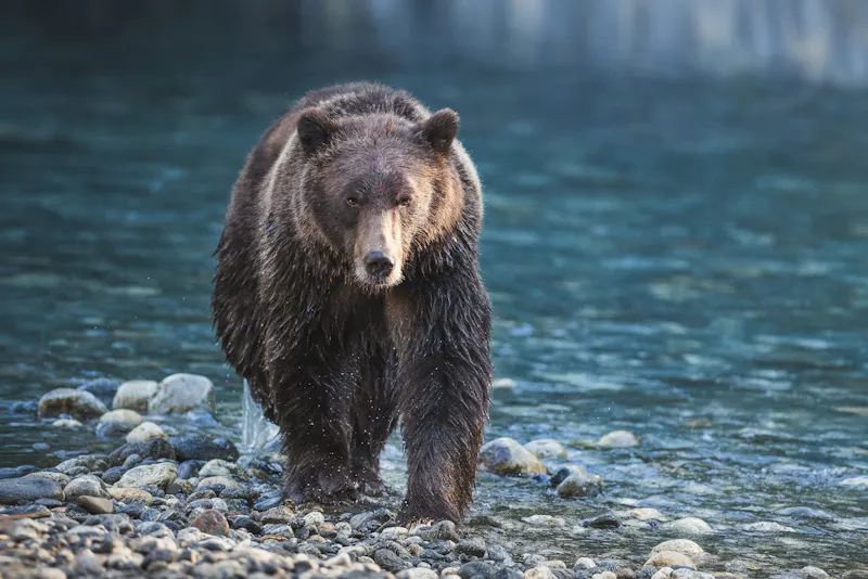 HDBritish ColumbiaKlahoose Wilderness ResortBaeren CreditChaseTeron