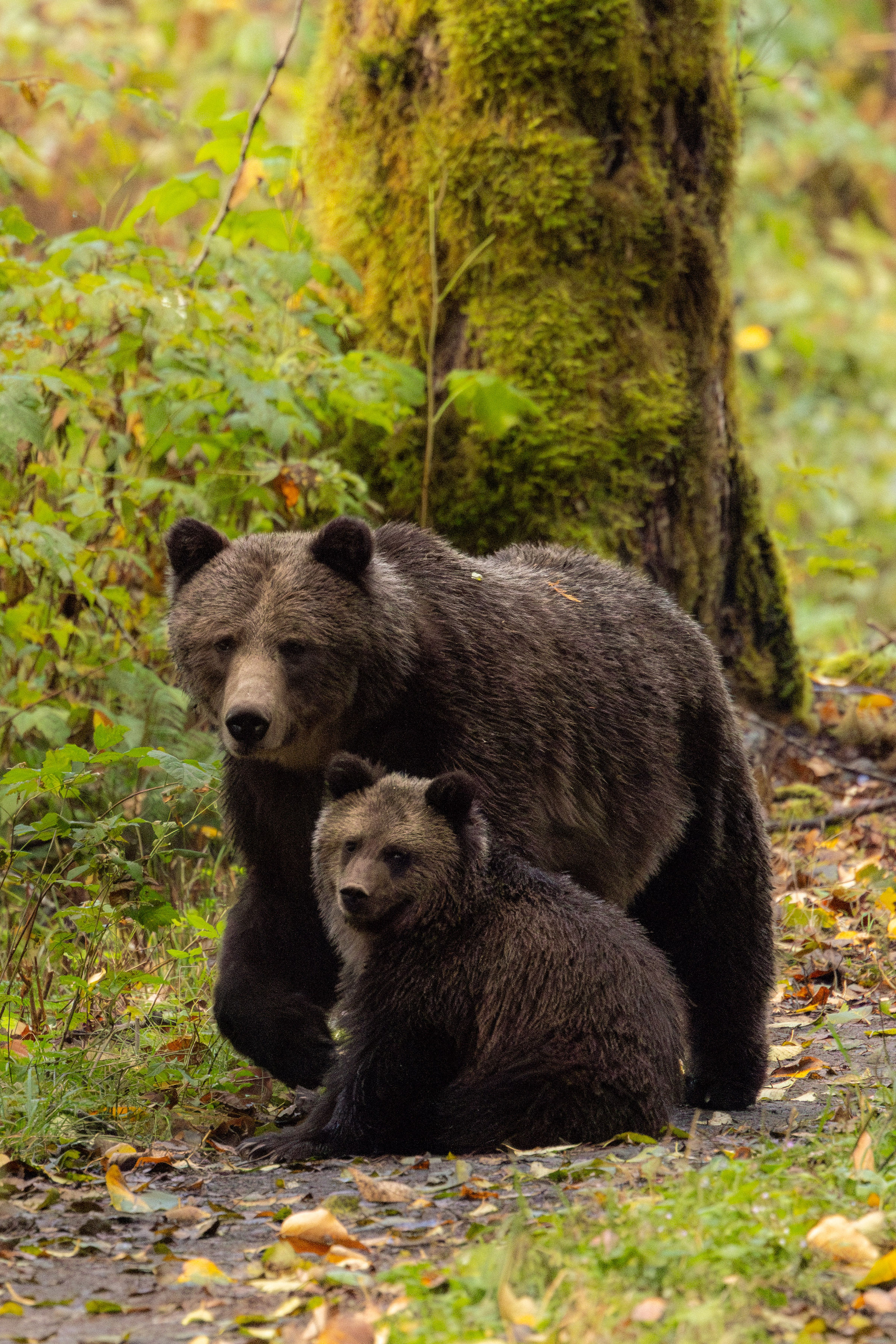 HDBritish ColumbiaKlahoose Wilderness ResortBaeren creditDolfVermeulen