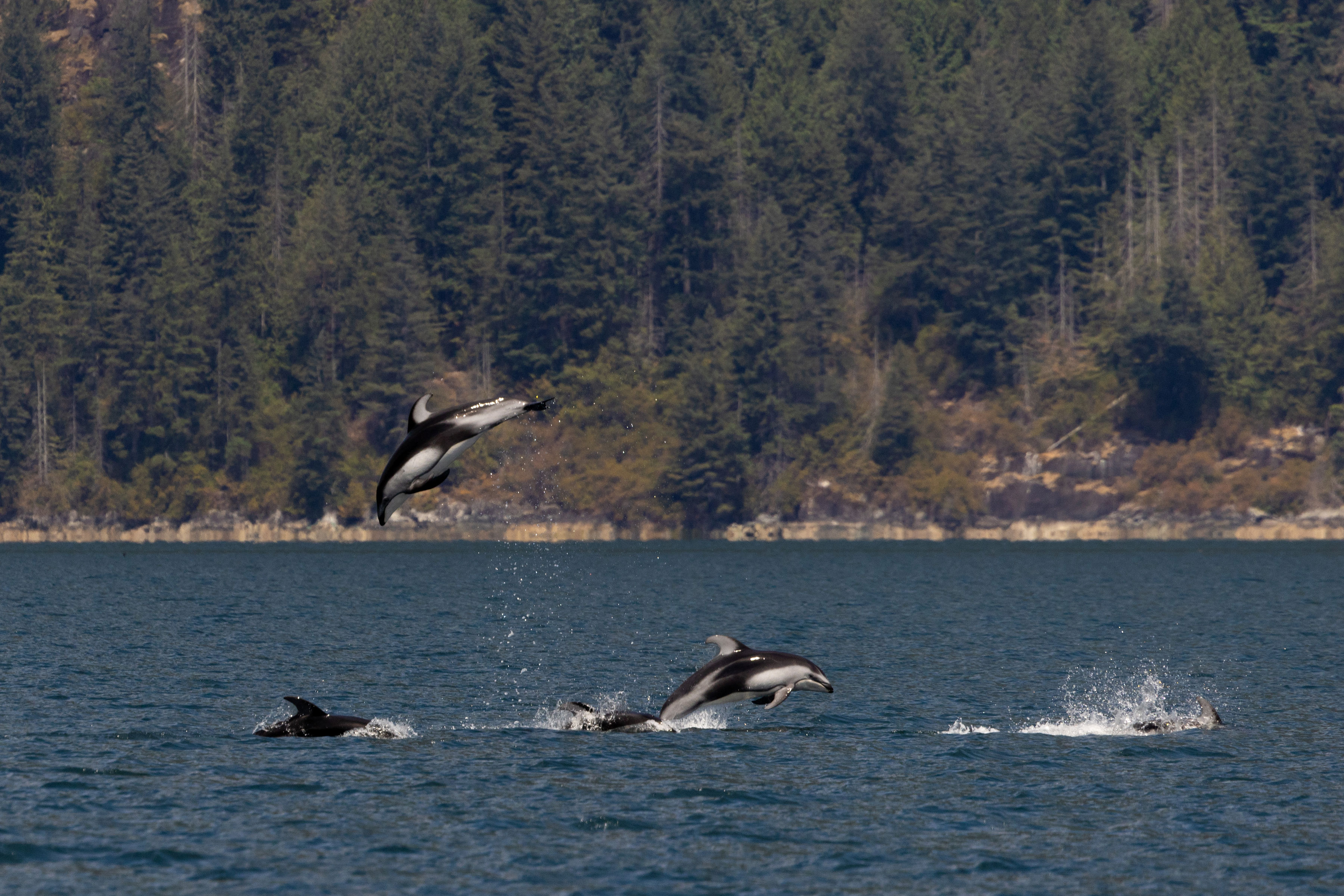 HDBritish ColumbiaKlahoose Wilderness ResortMeer