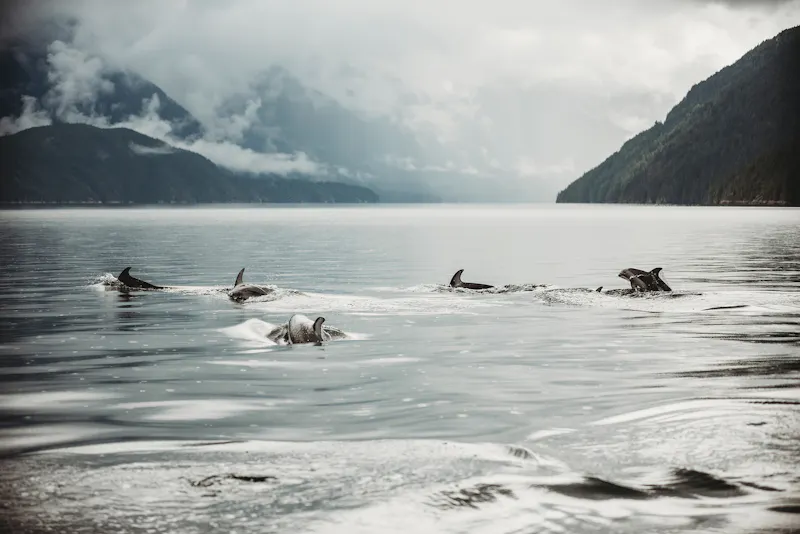 HDBritish ColumbiaKlahoose Wilderness ResortWale creditLeahLaurie