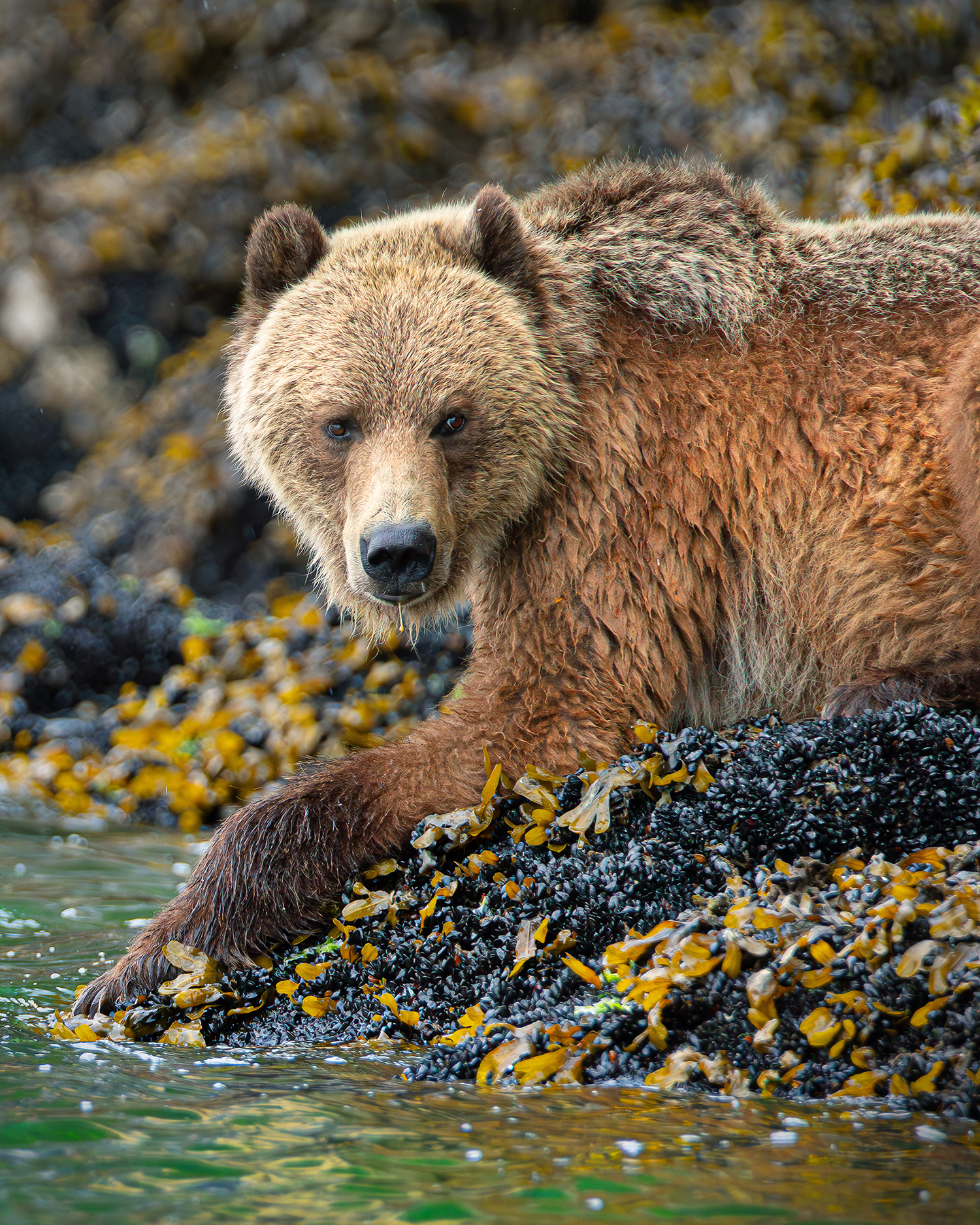 HDBritish ColumbiaKnight Inlet LodgeBaeren4
